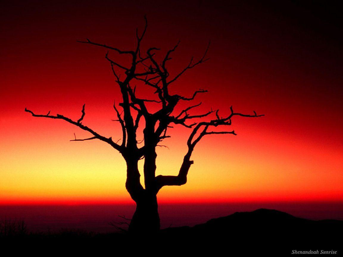 Red and Black Tree Wallpapers Top Free Red and Black Tree Backgrounds WallpaperAccess