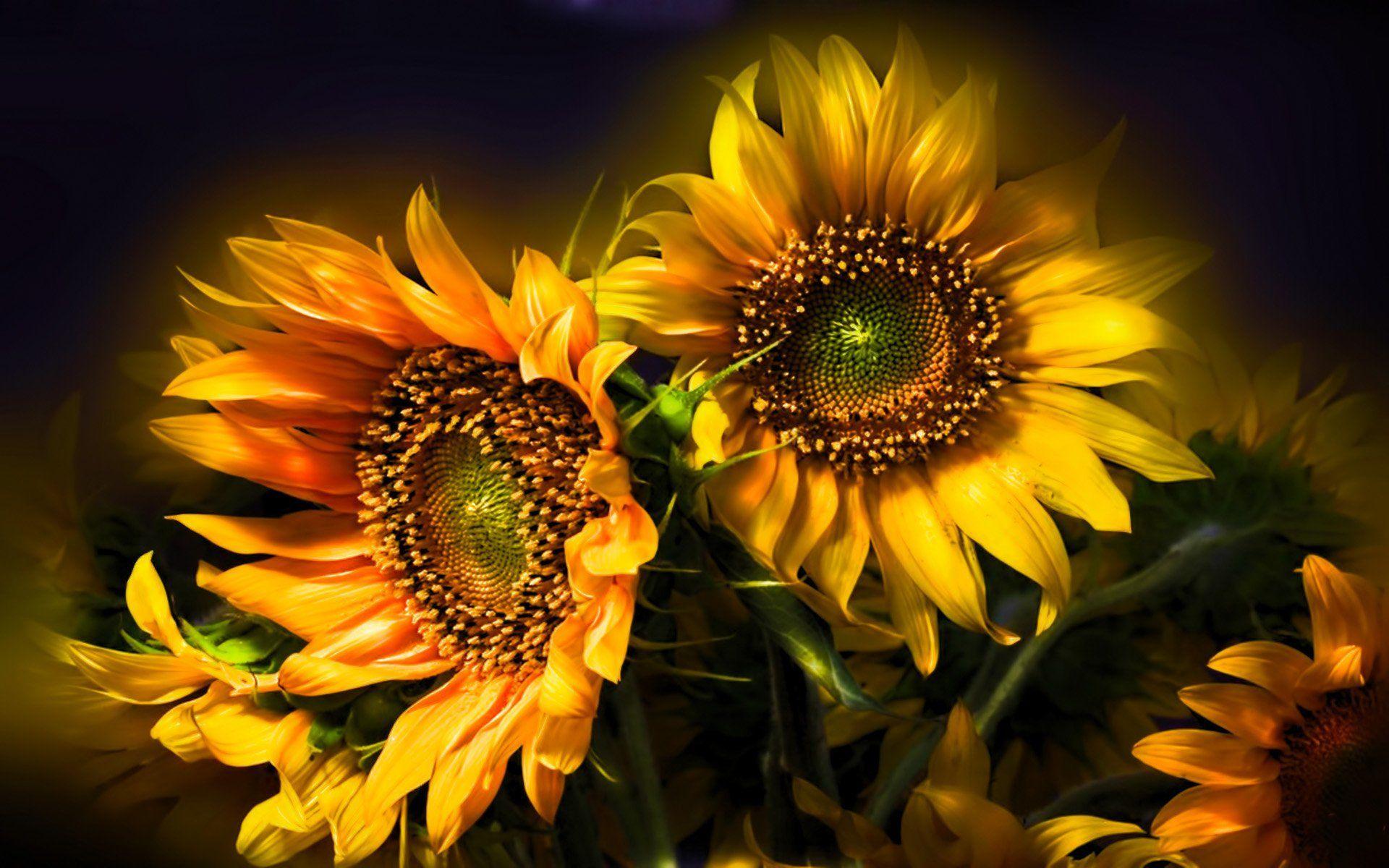 Whimsical Sunflower Desktop Wallpapers Top Free Whimsical Sunflower