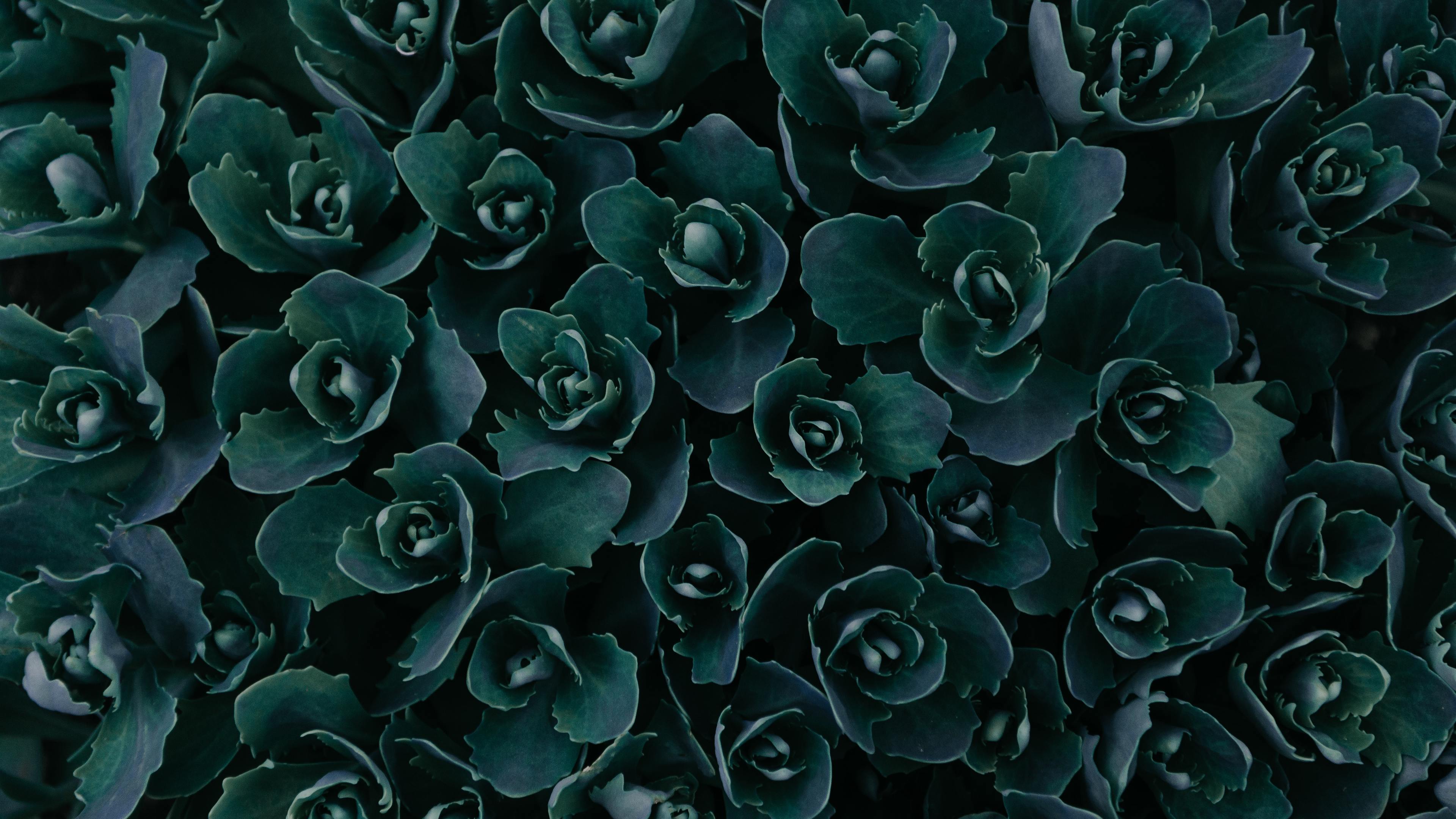 Dark Green Nature HD Wallpapers Top Free Dark Green Nature HD