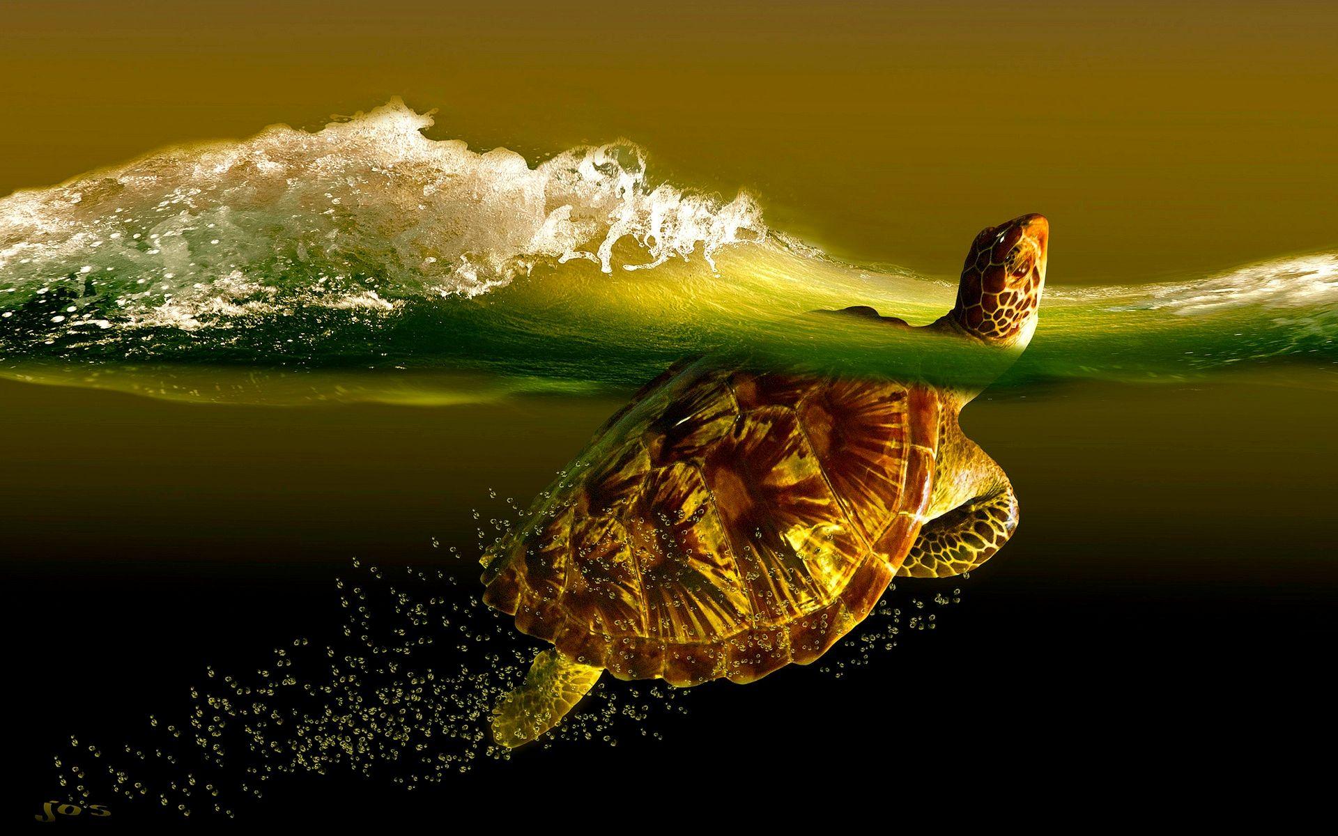 Funny Turtle Wallpapers Top Free Funny Turtle Backgrounds