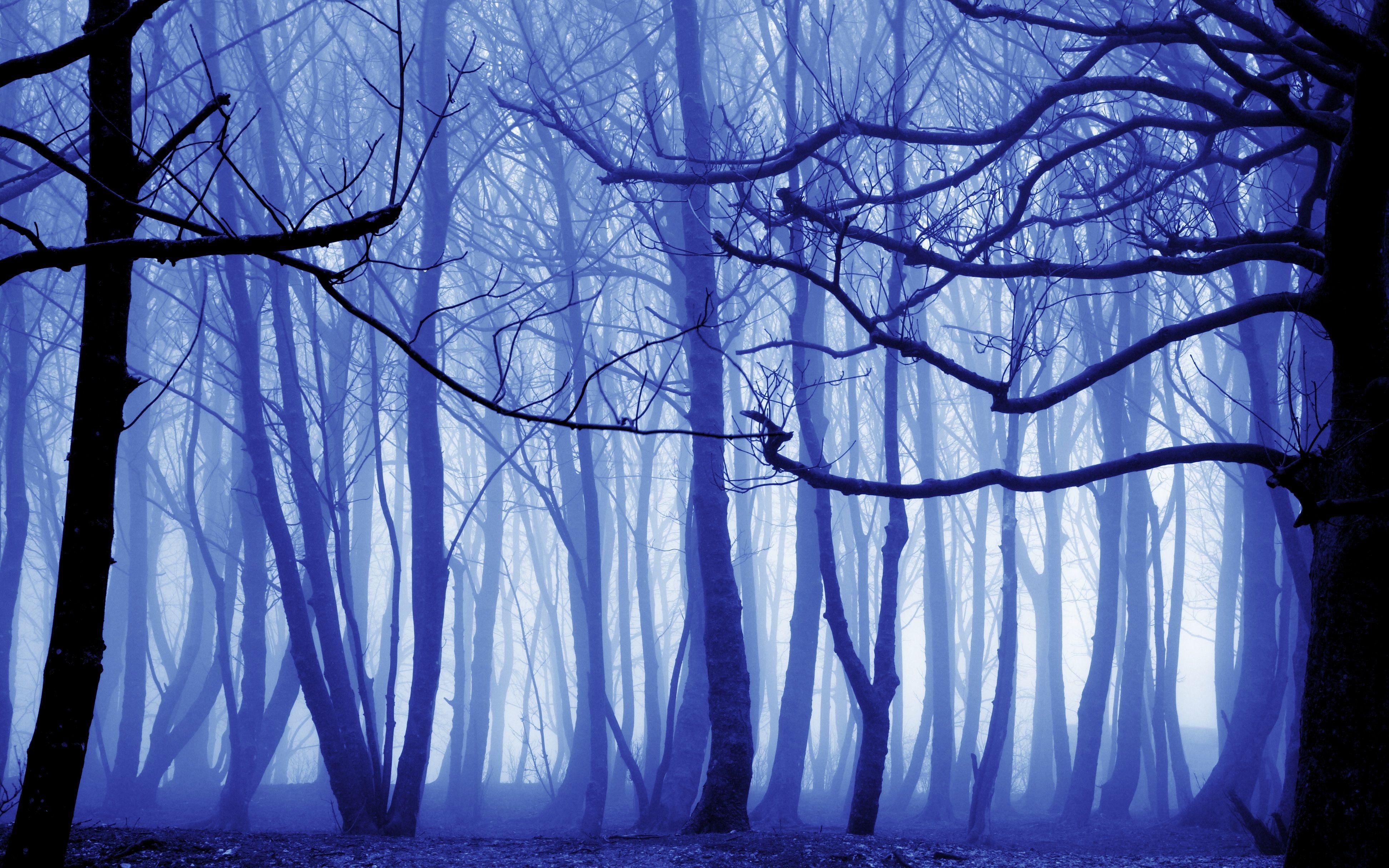Blue Forest Wallpapers Top Free Blue Forest Backgrounds WallpaperAccess