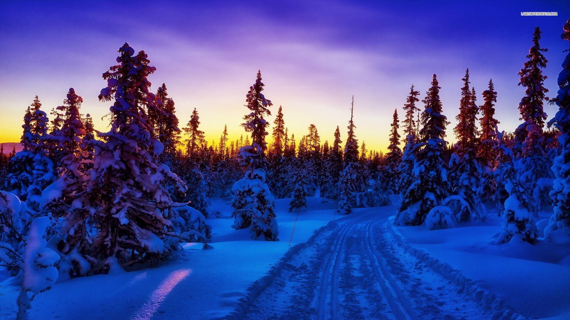 Blue Forest Wallpapers Top Free Blue Forest Backgrounds WallpaperAccess