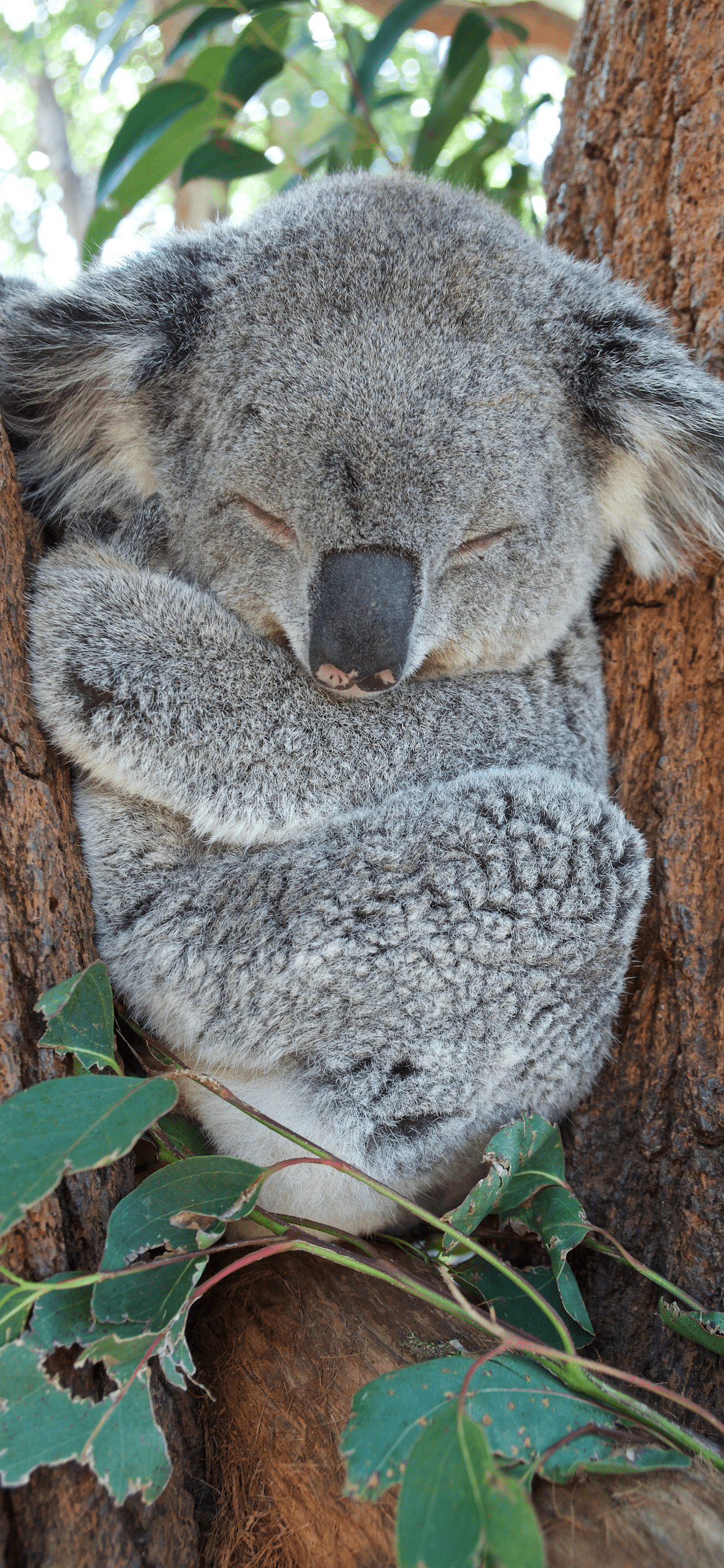 Koala iPhone Wallpapers Top Free Koala iPhone Backgrounds