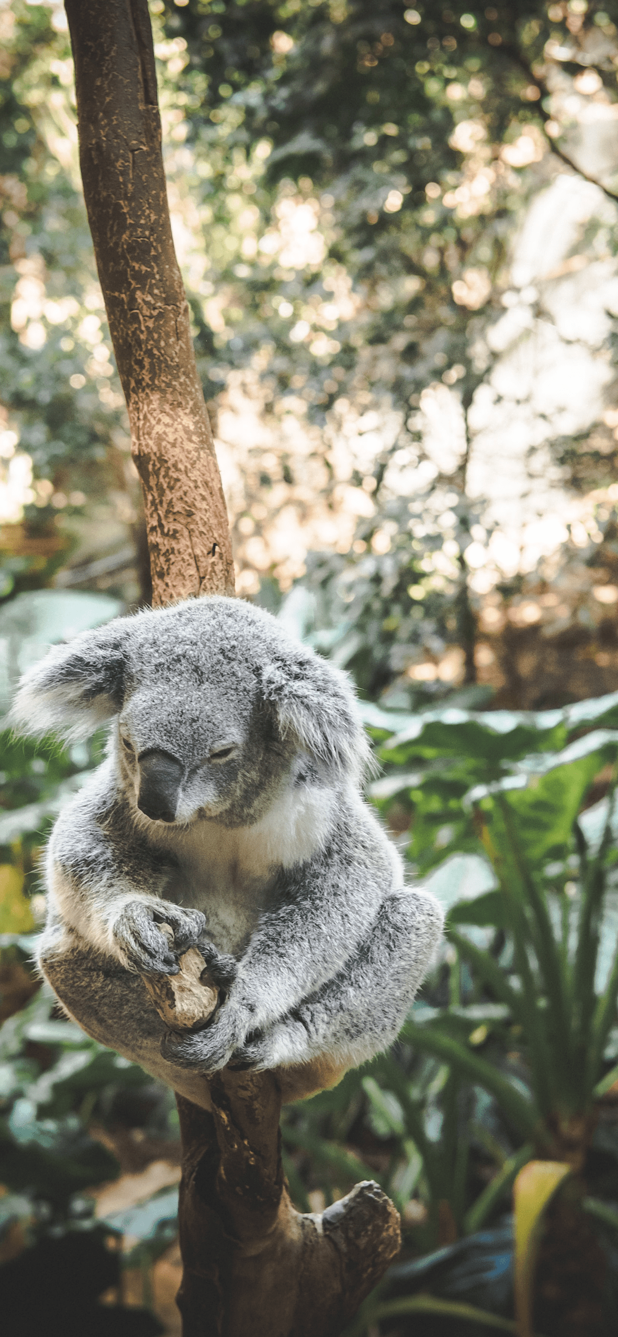 Koala iPhone Wallpapers Top Free Koala iPhone Backgrounds
