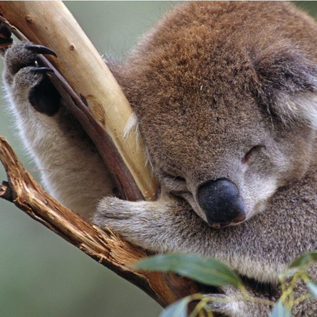 Koala iPhone Wallpapers Top Free Koala iPhone Backgrounds
