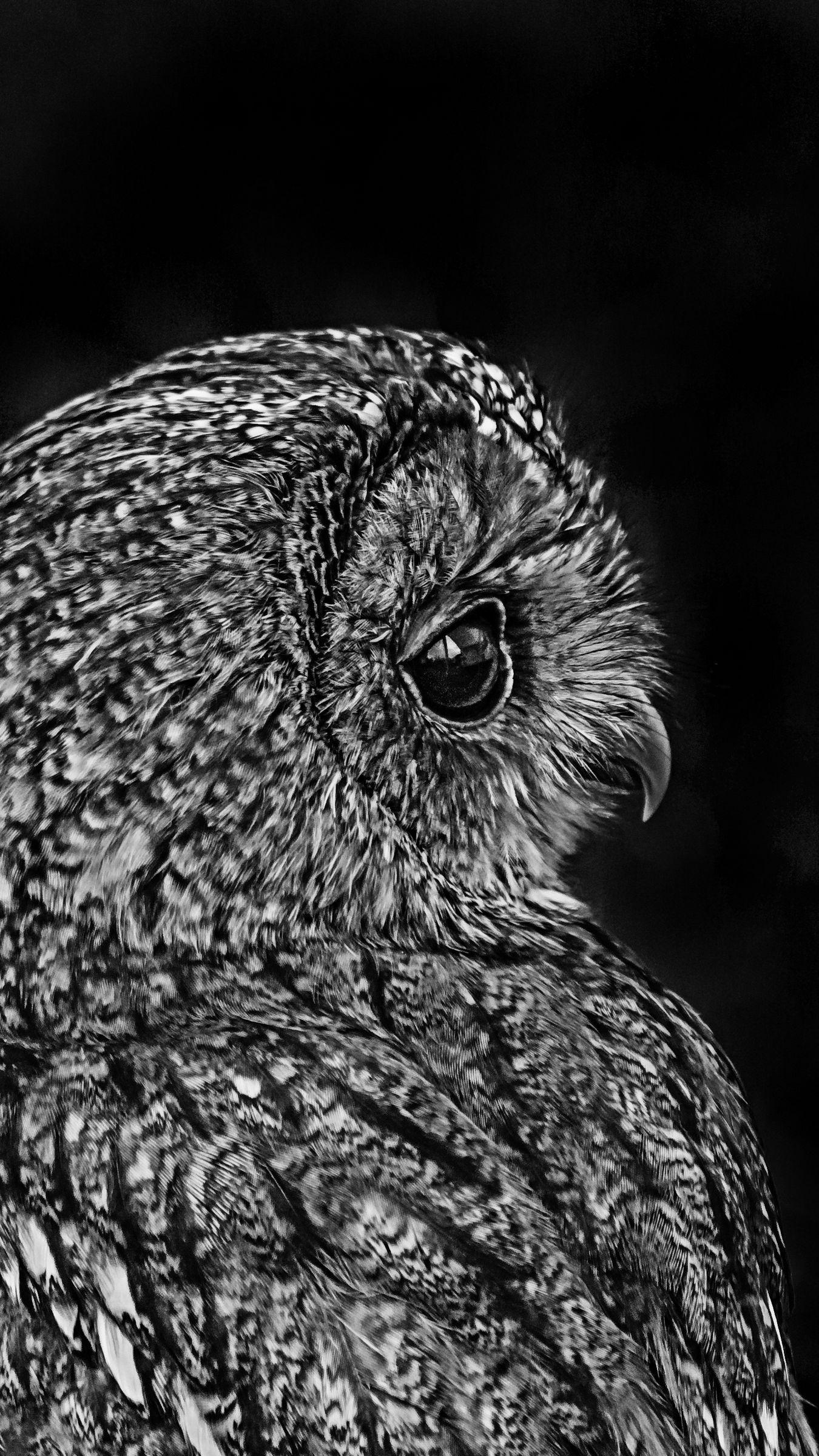 Black Owl iPhone Wallpapers Top Free Black Owl iPhone Backgrounds WallpaperAccess