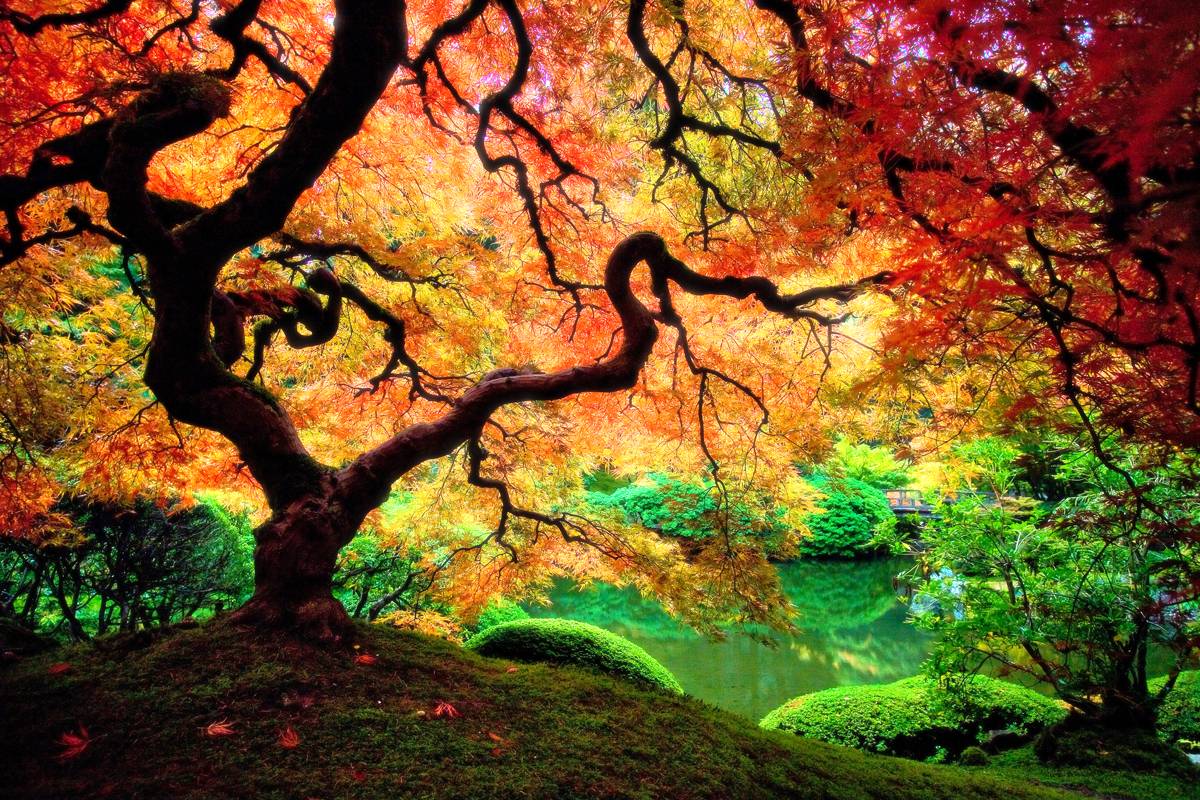 Colorful Forest Wallpapers Top Free Colorful Forest Backgrounds