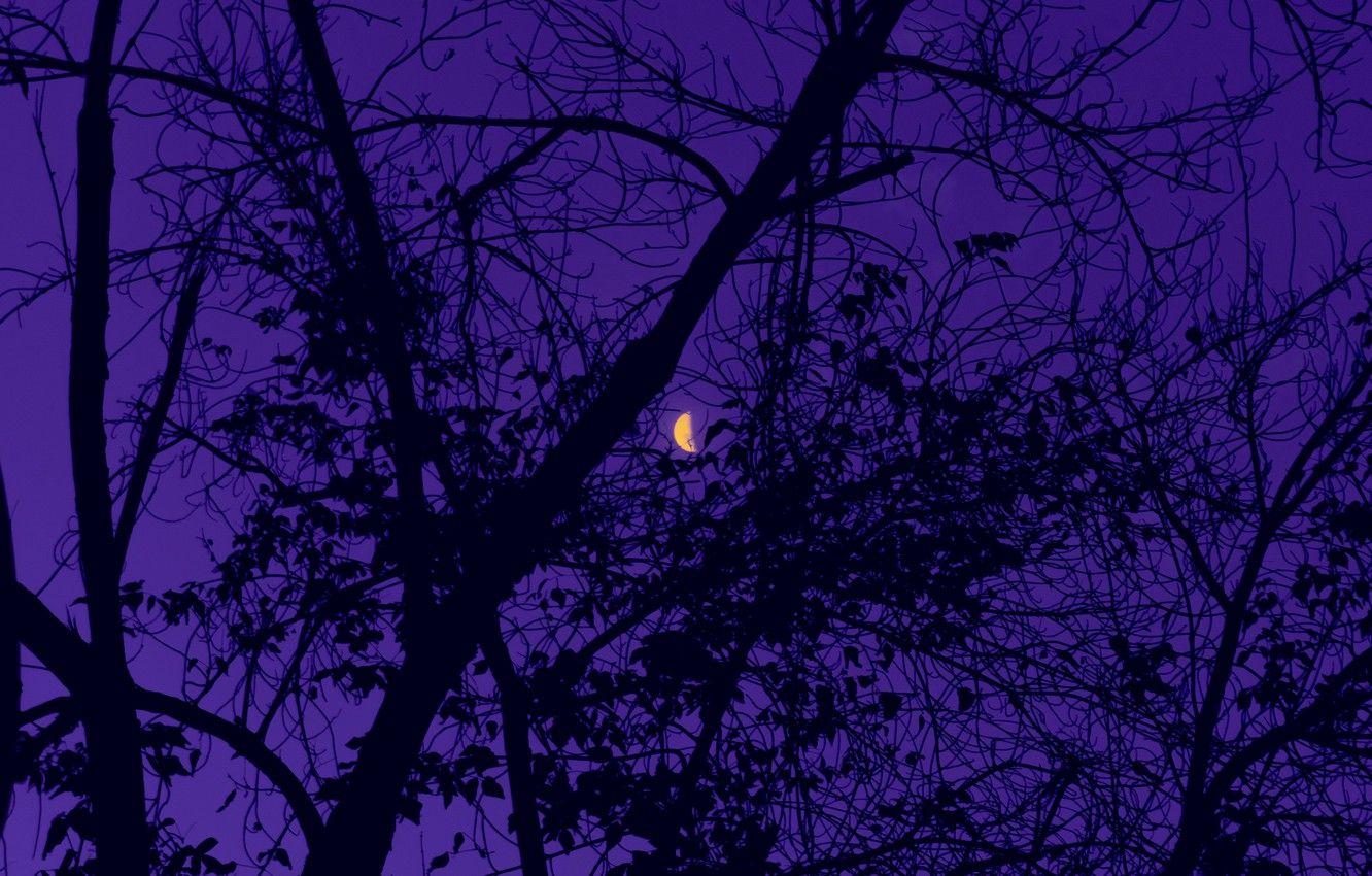 4K Purple Tree Wallpapers Top Free 4K Purple Tree Backgrounds