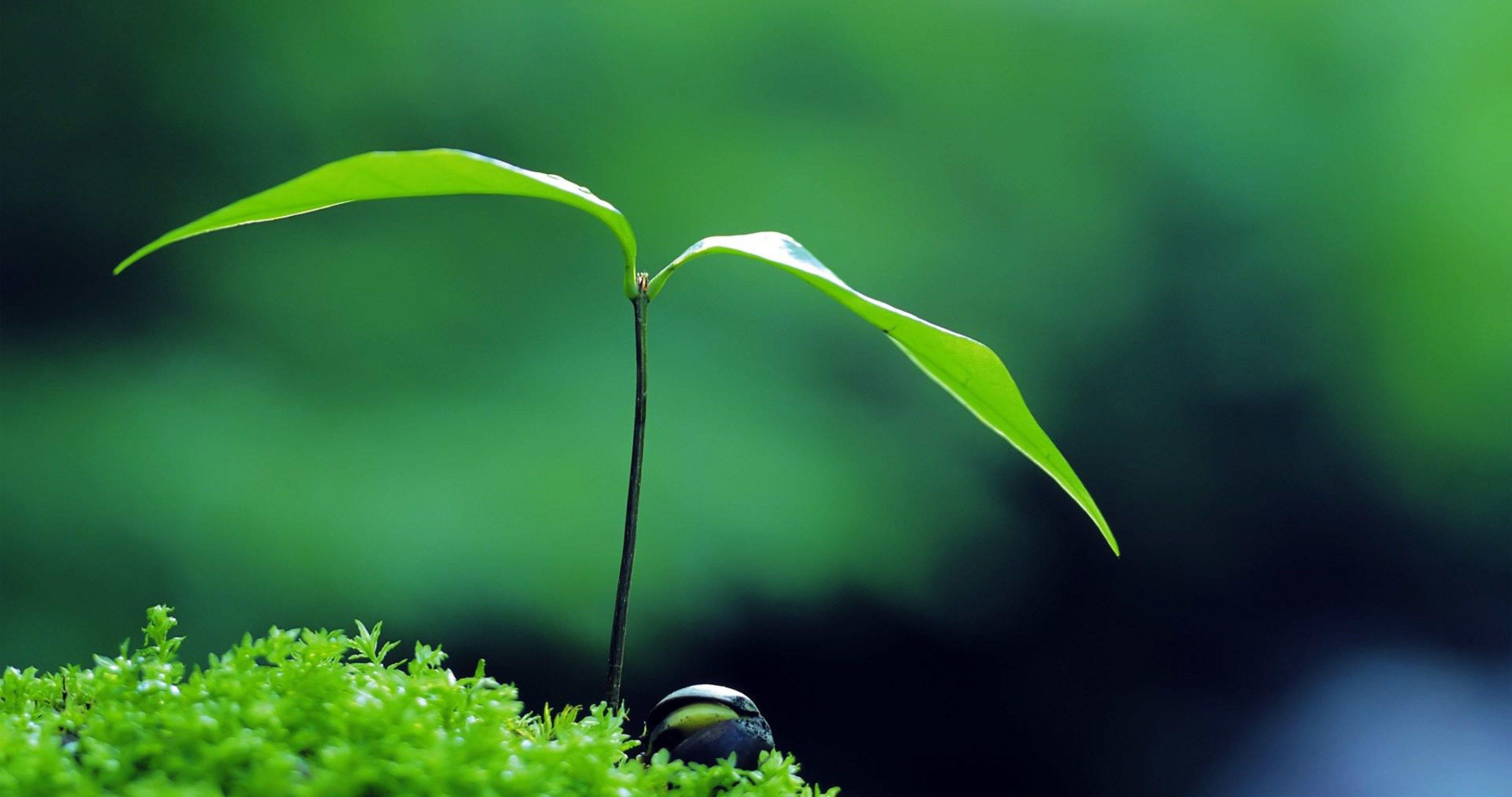 Plant 4k Wallpapers Top Free Plant 4k Backgrounds WallpaperAccess