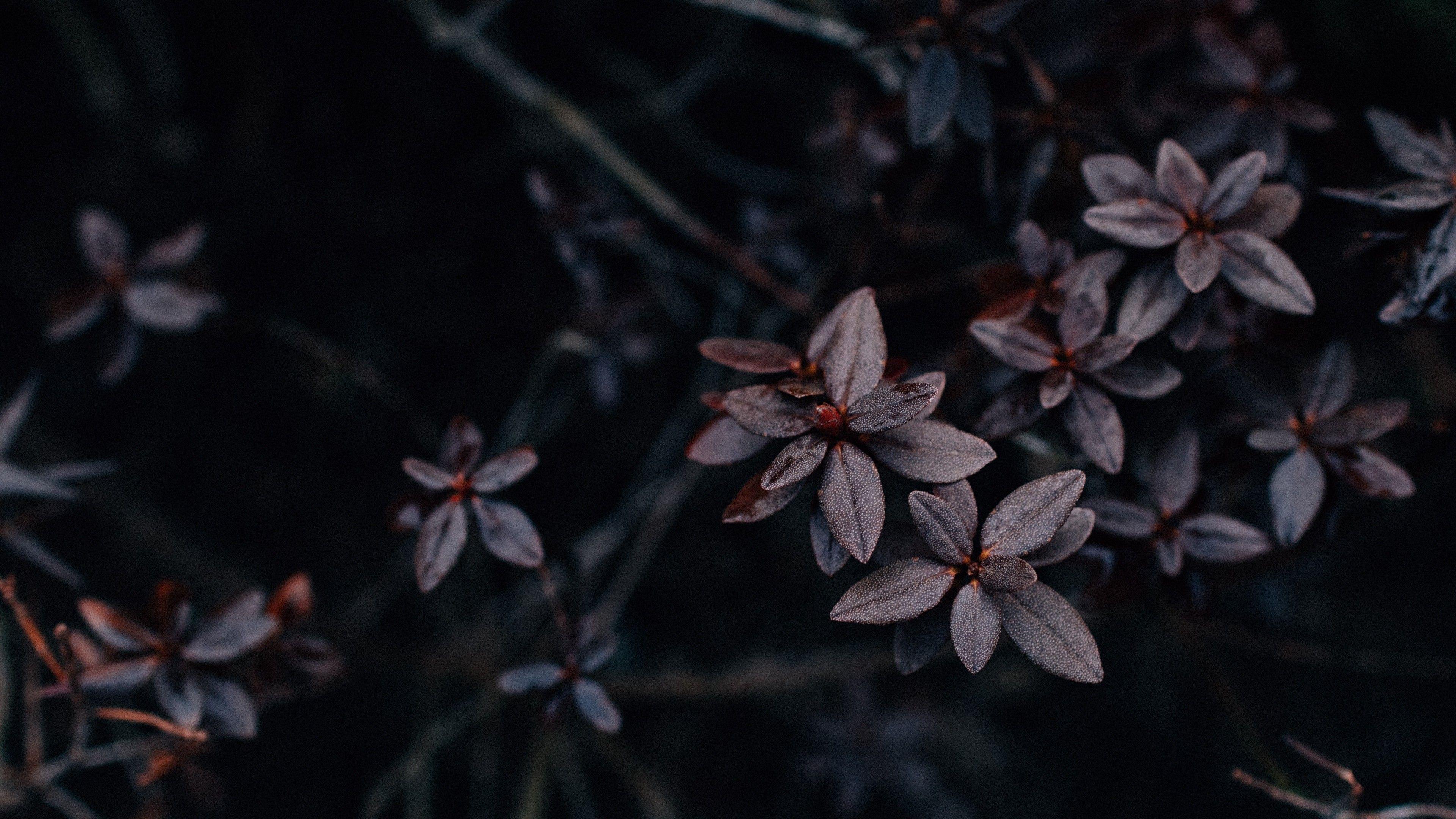Dark Plants Wallpapers Top Free Dark Plants Backgrounds WallpaperAccess