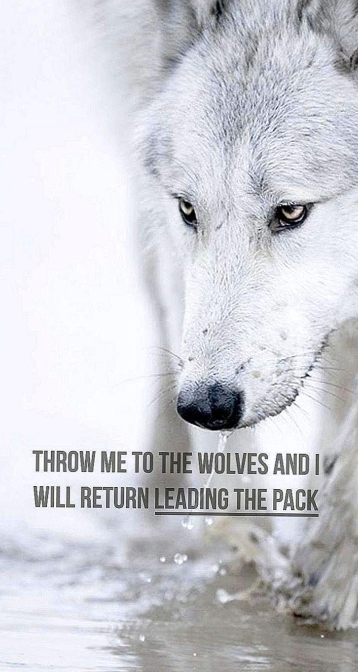 Wolf Quotes Wallpapers Top Free Wolf Quotes Backgrounds WallpaperAccess