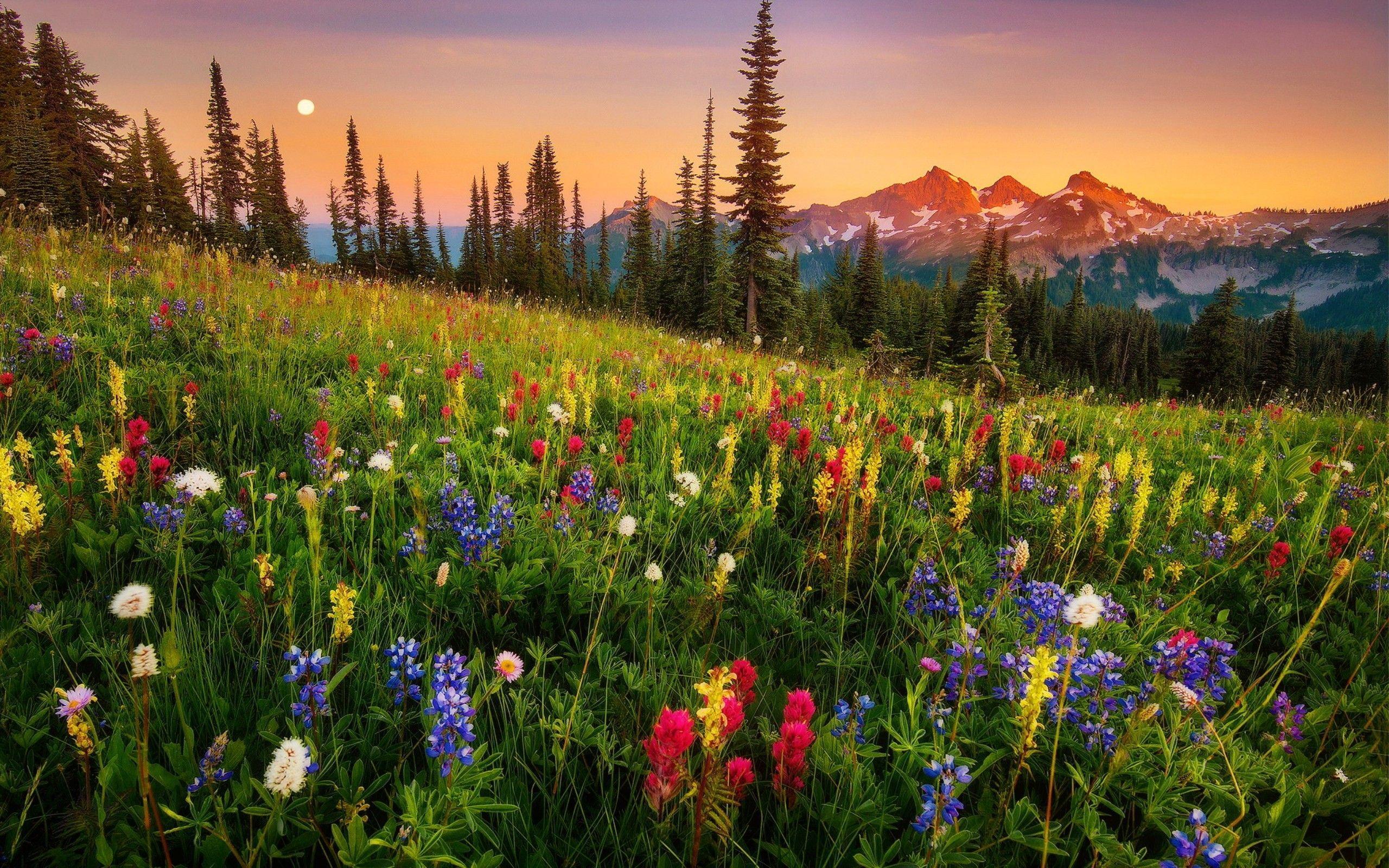 Mountain Wildflowers Wallpapers Top Free Mountain Wildflowers
