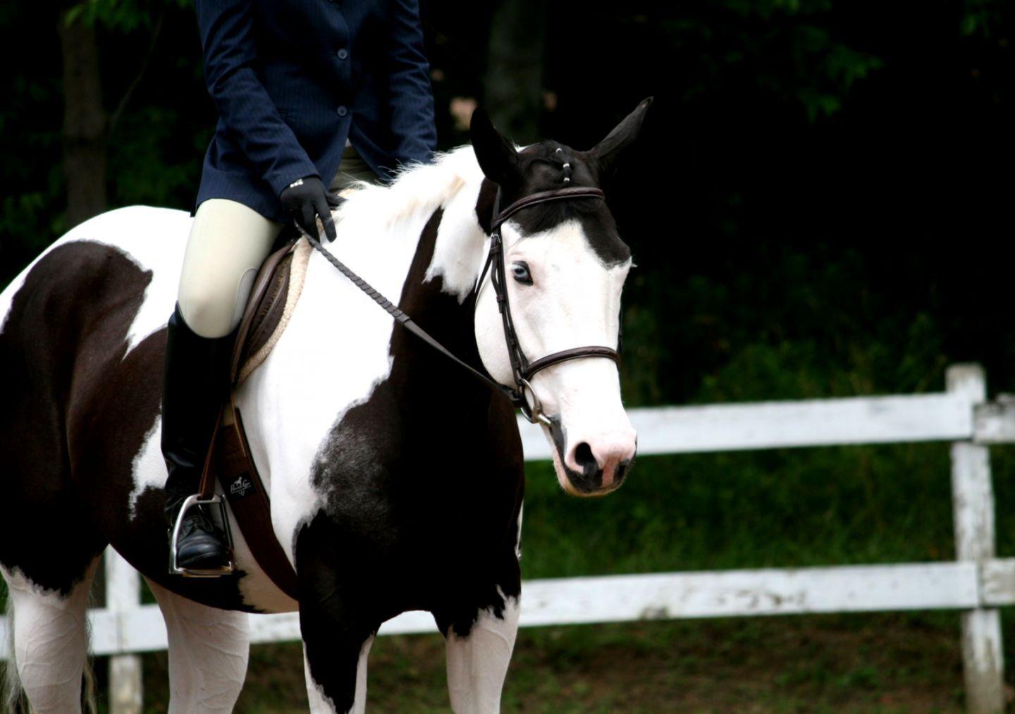 Paint Horse Wallpapers Top Free Paint Horse Backgrounds WallpaperAccess