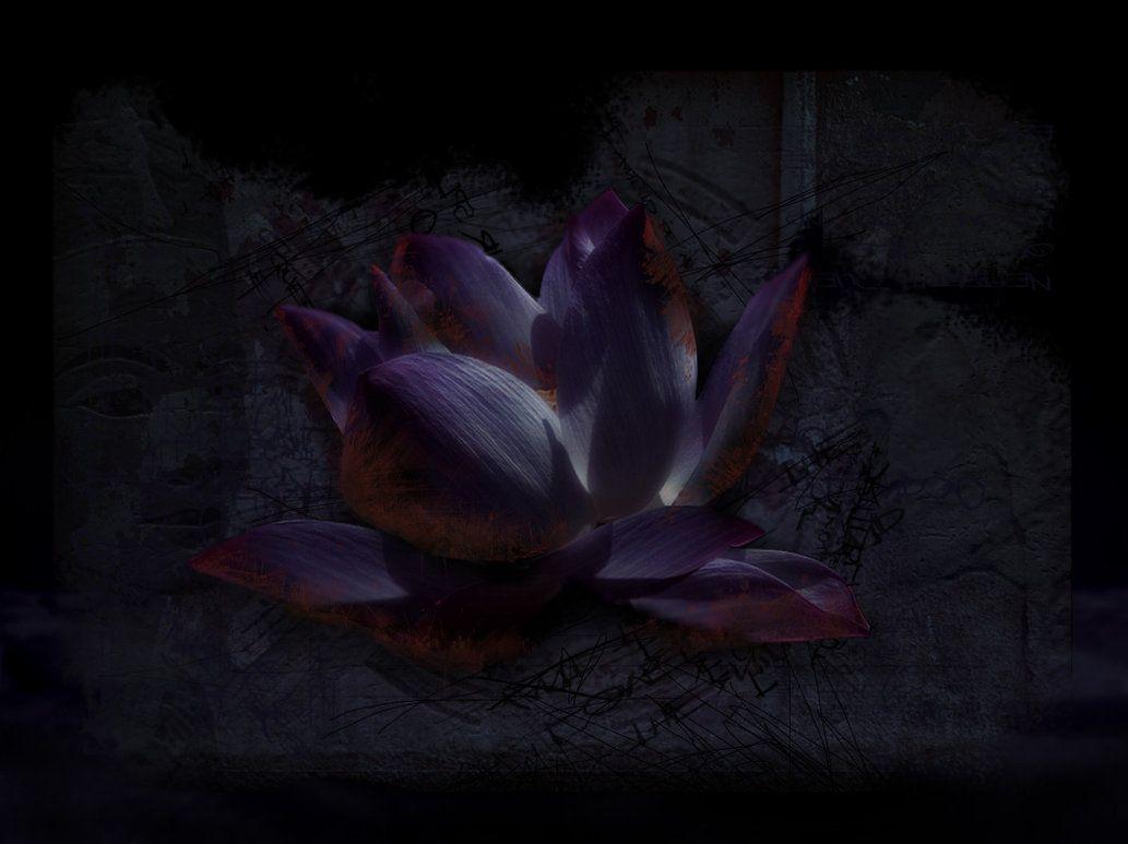 Black Lotus Flower Wallpapers Top Free Black Lotus Flower Backgrounds WallpaperAccess