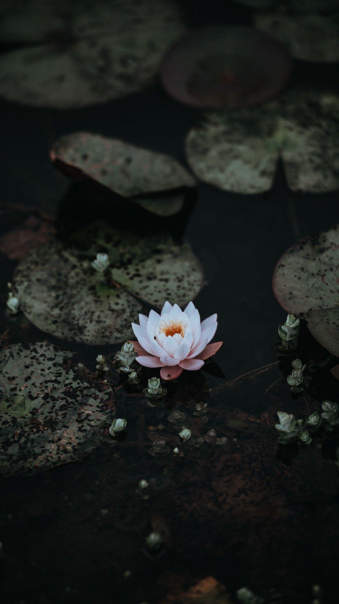 Dark Lotus Wallpapers Top Free Dark Lotus Backgrounds WallpaperAccess