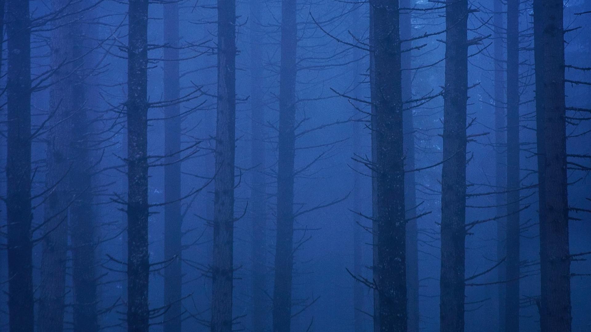 Blue Velvet Wallpapers Top Free Blue Velvet Backgrounds WallpaperAccess