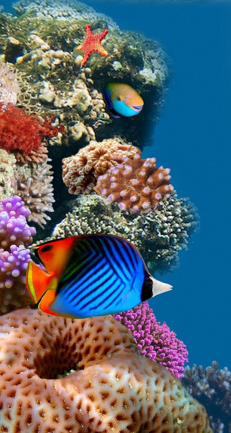 Coral Reef iPhone Wallpapers Top Free Coral Reef iPhone Backgrounds