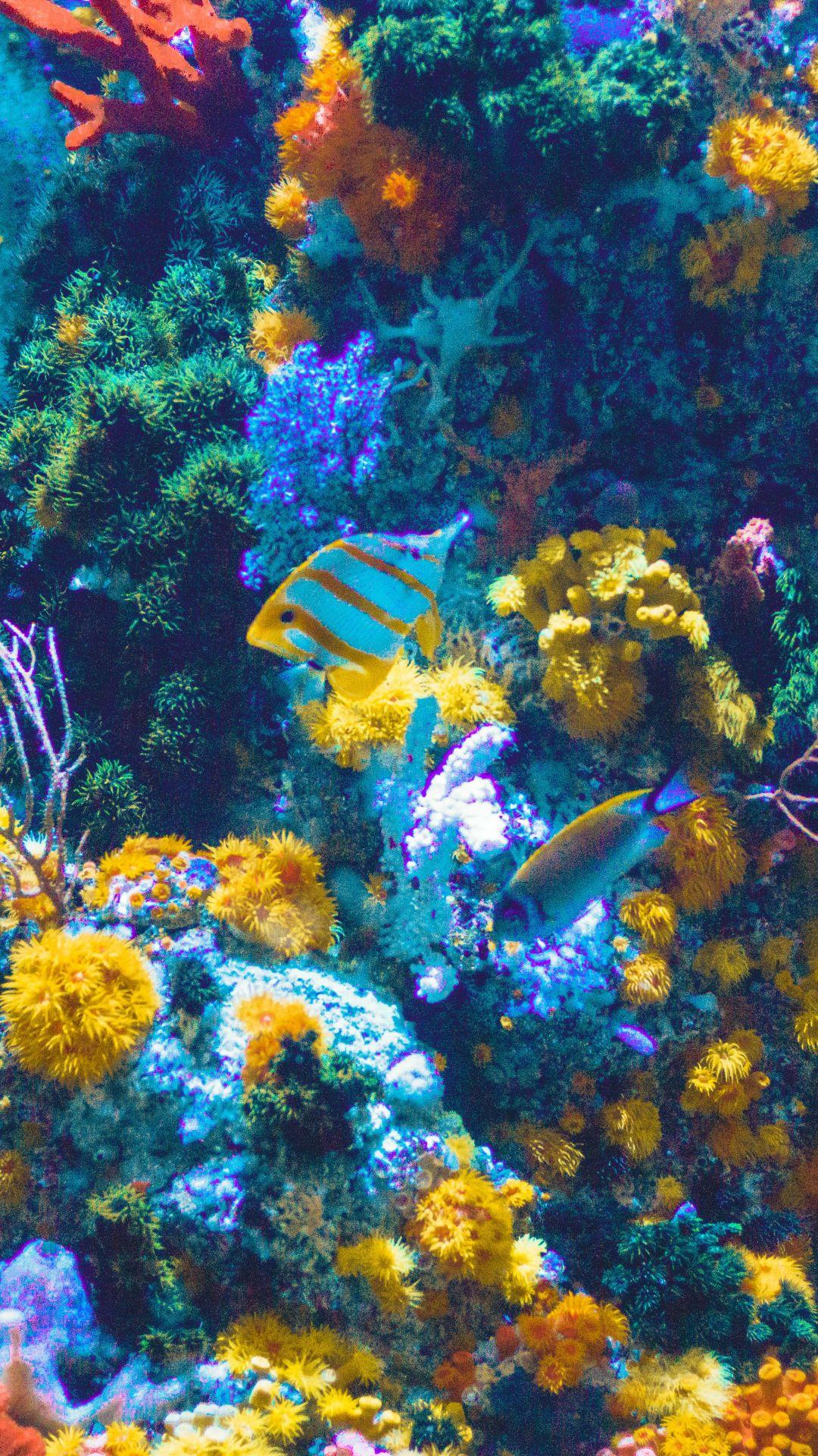 Coral Reef iPhone Wallpapers Top Free Coral Reef iPhone Backgrounds