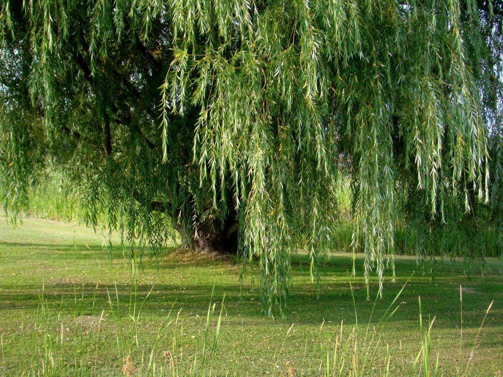 Willow Tree Wallpapers Top Free Willow Tree Backgrounds WallpaperAccess