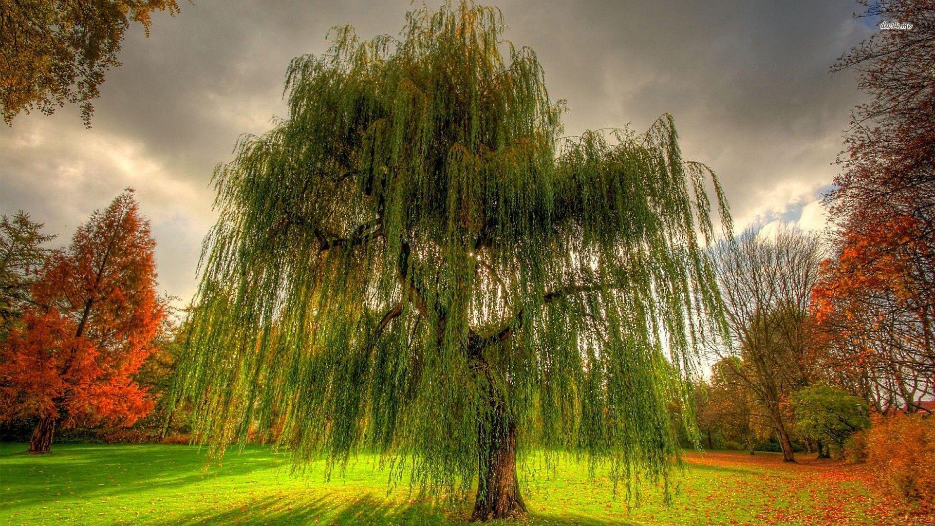 Willow Tree Wallpapers Top Free Willow Tree Backgrounds WallpaperAccess