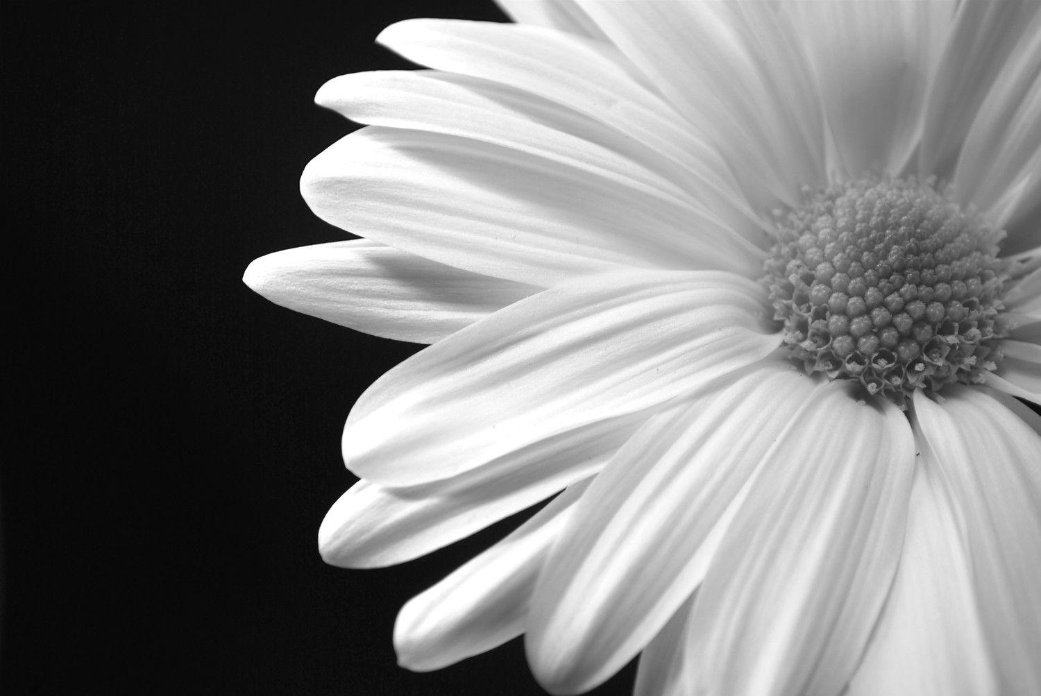 Black and White Flowers Desktop Wallpapers Top Free Black and White