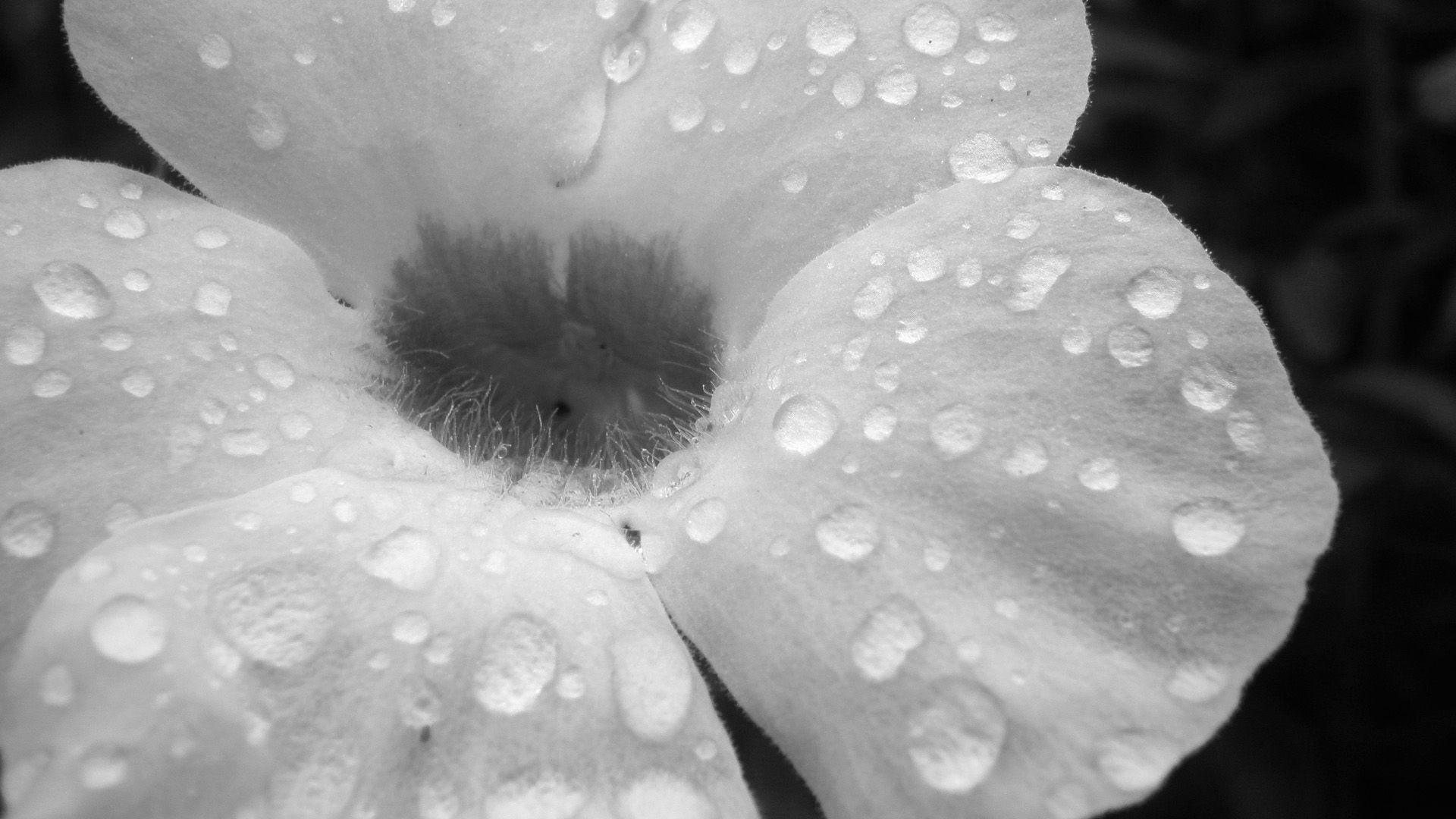 Black and White Flowers Desktop Wallpapers Top Free Black and White