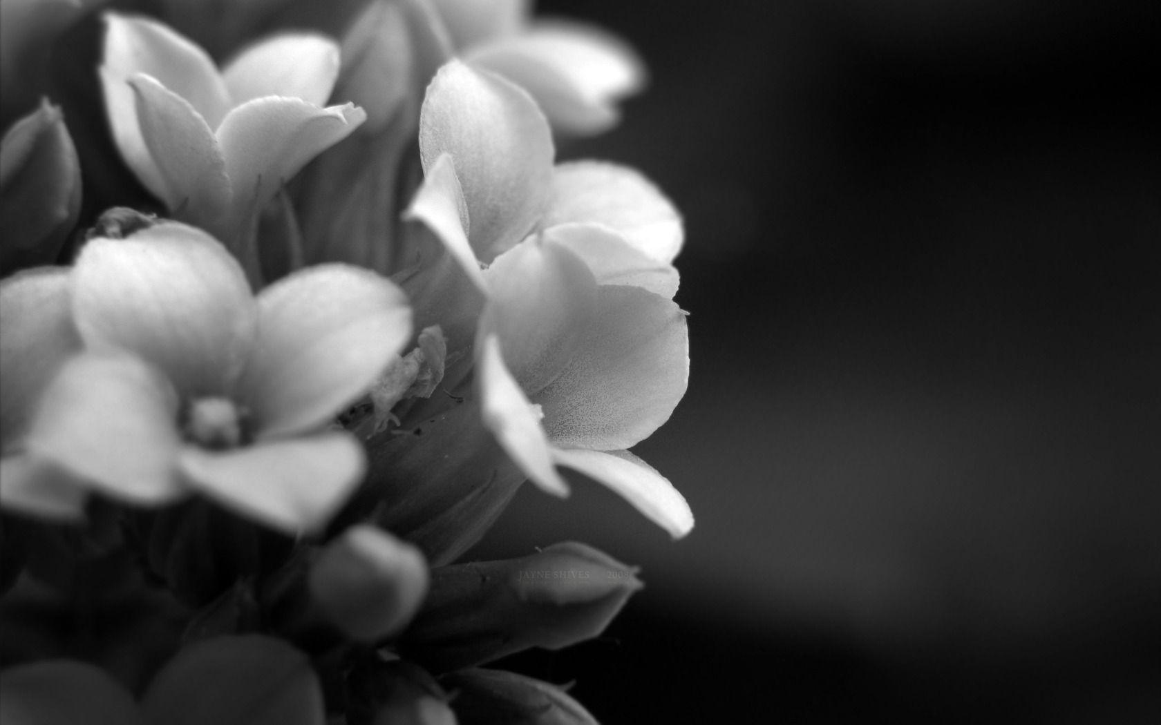 Black and White Flowers Desktop Wallpapers Top Free Black and White