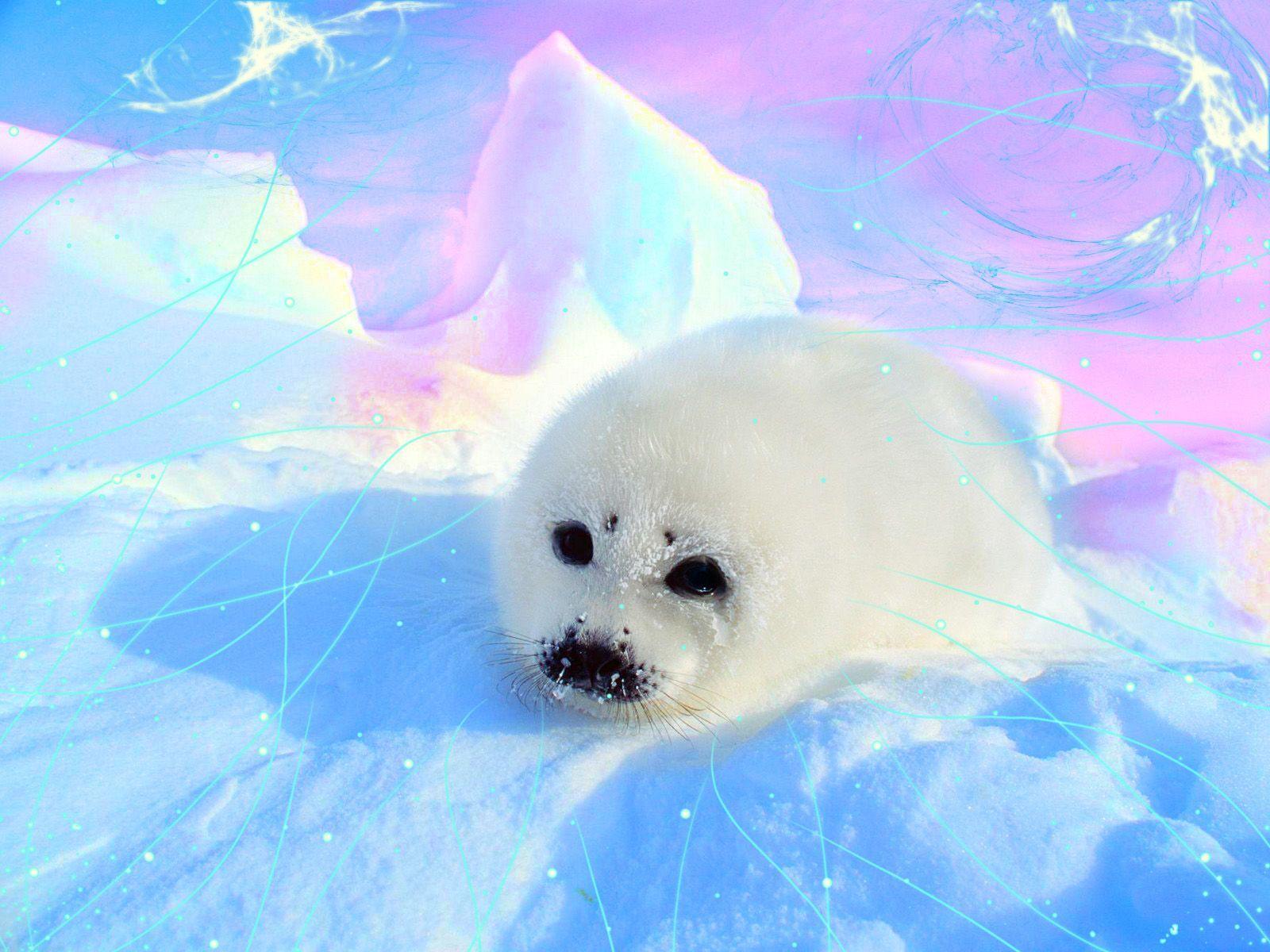 Baby Seal Wallpapers Top Free Baby Seal Backgrounds WallpaperAccess