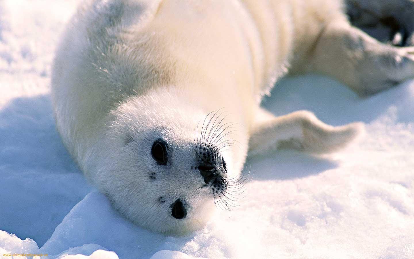 Baby Seal Wallpapers Top Free Baby Seal Backgrounds WallpaperAccess