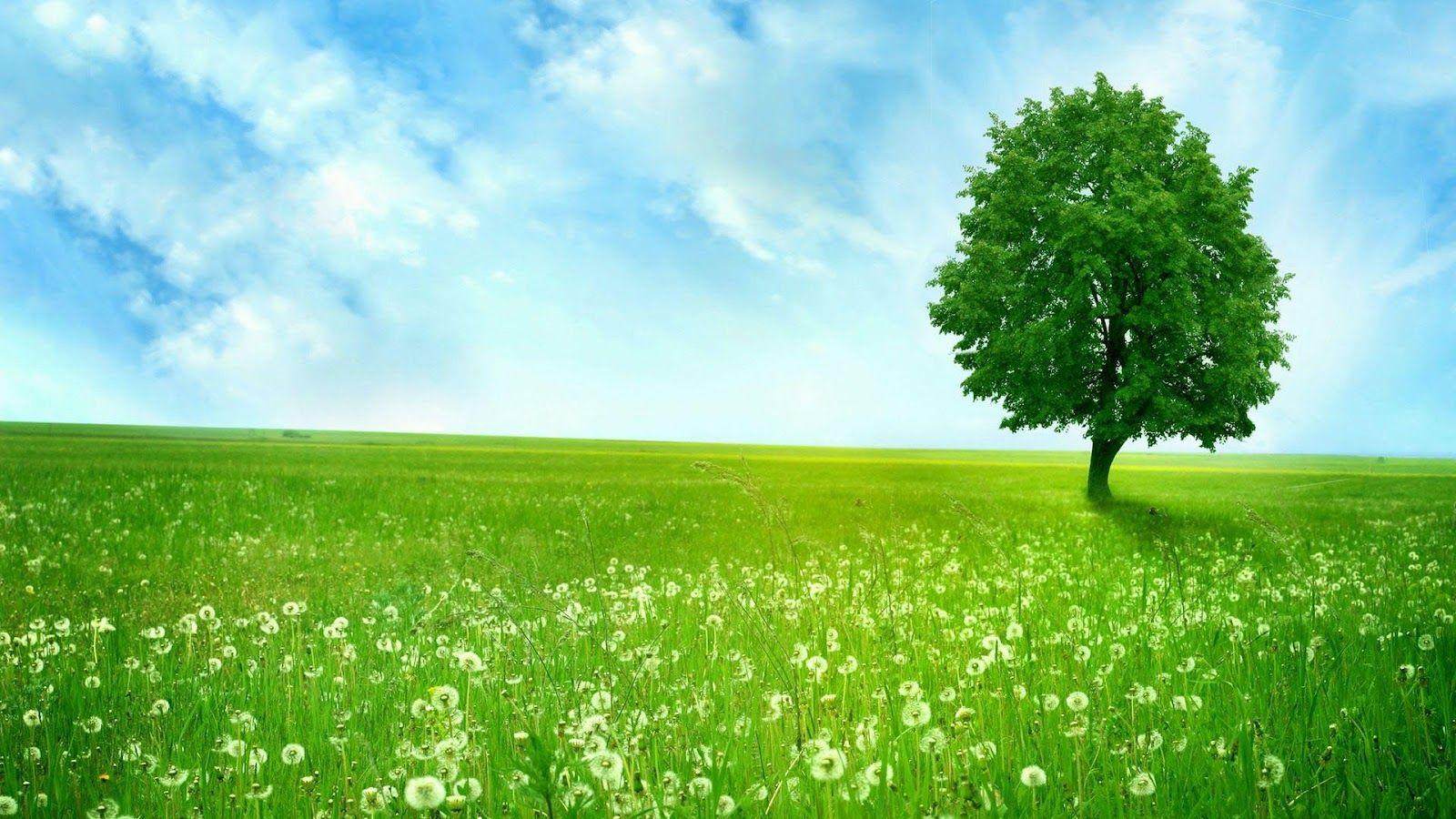 Tree Cartoon Wallpapers Top Free Tree Cartoon Backgrounds