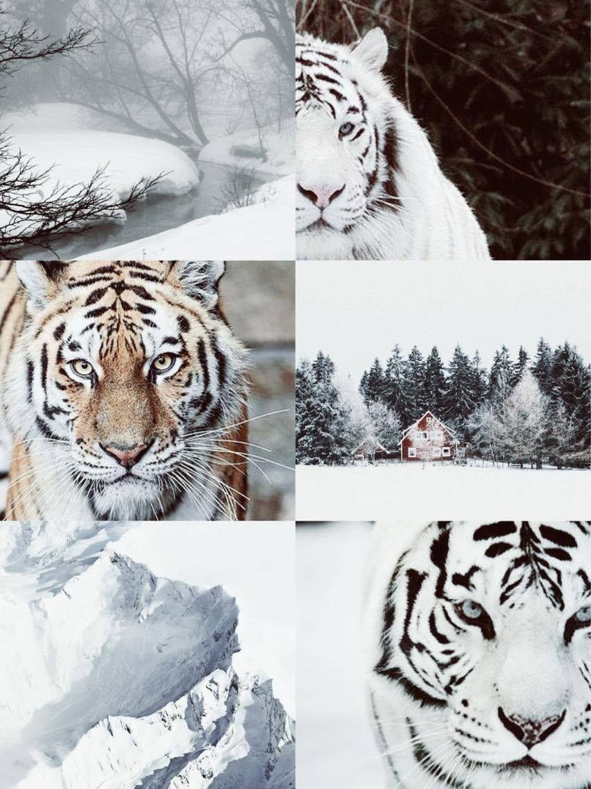 Aesthetic Tiger Wallpapers Top Free Aesthetic Tiger Backgrounds WallpaperAccess