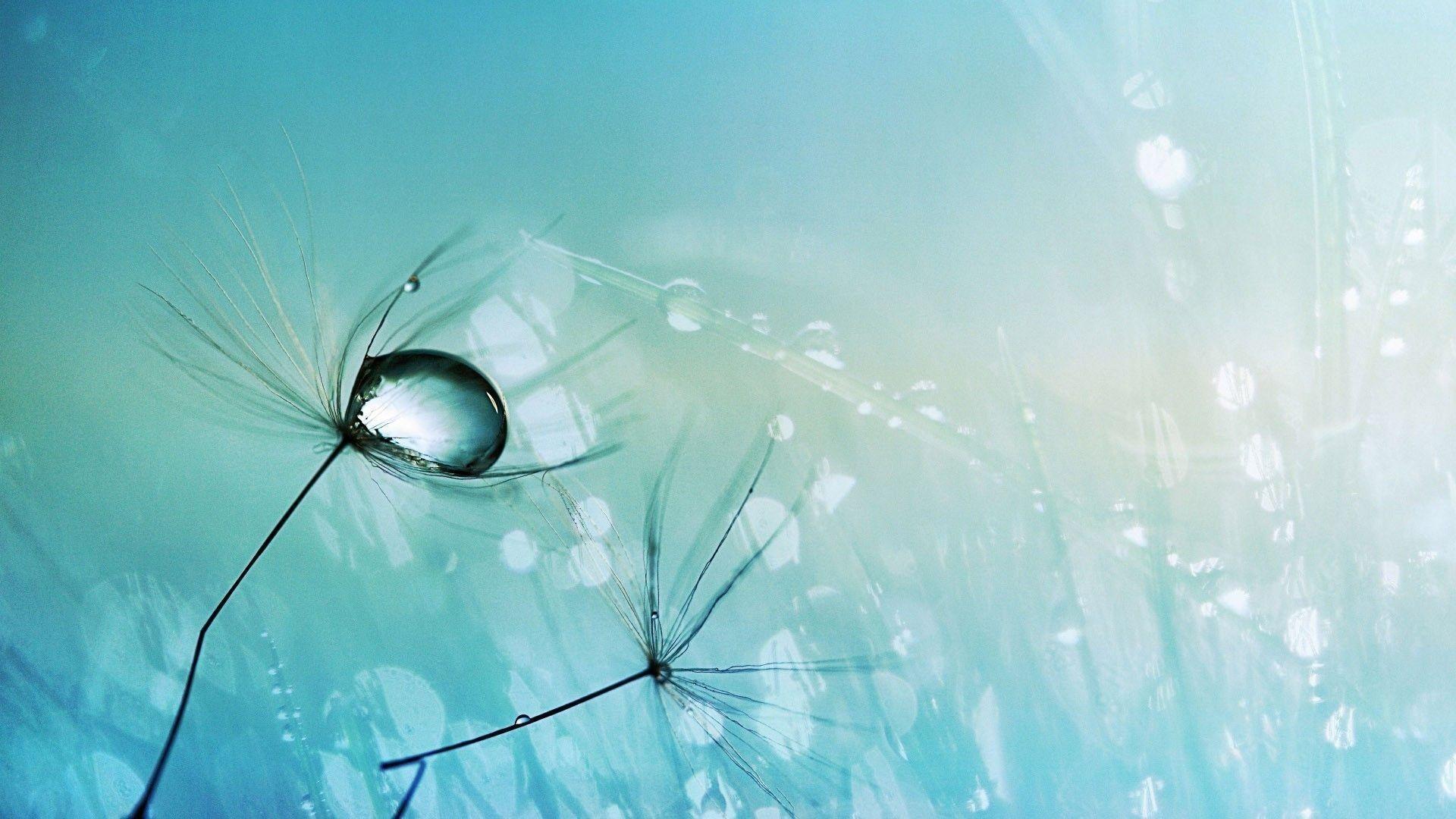 Dandelion HD Wallpapers Top Free Dandelion HD Backgrounds