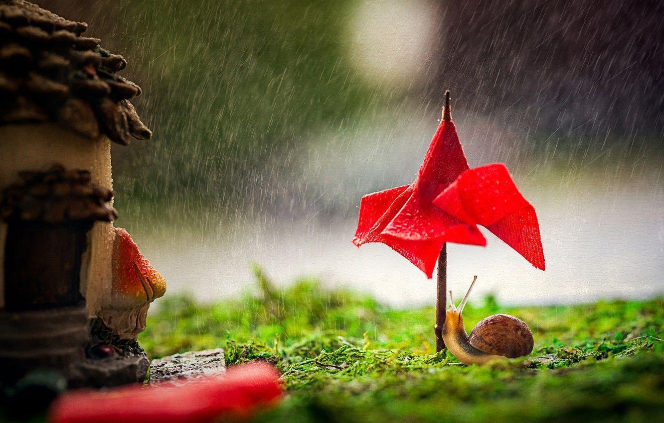 Red Umbrella Wallpapers Top Free Red Umbrella Backgrounds