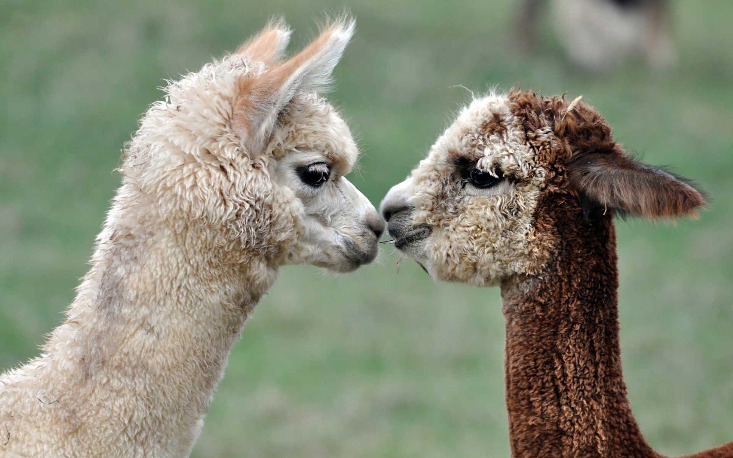 Baby Llama Wallpapers Top Free Baby Llama Backgrounds WallpaperAccess