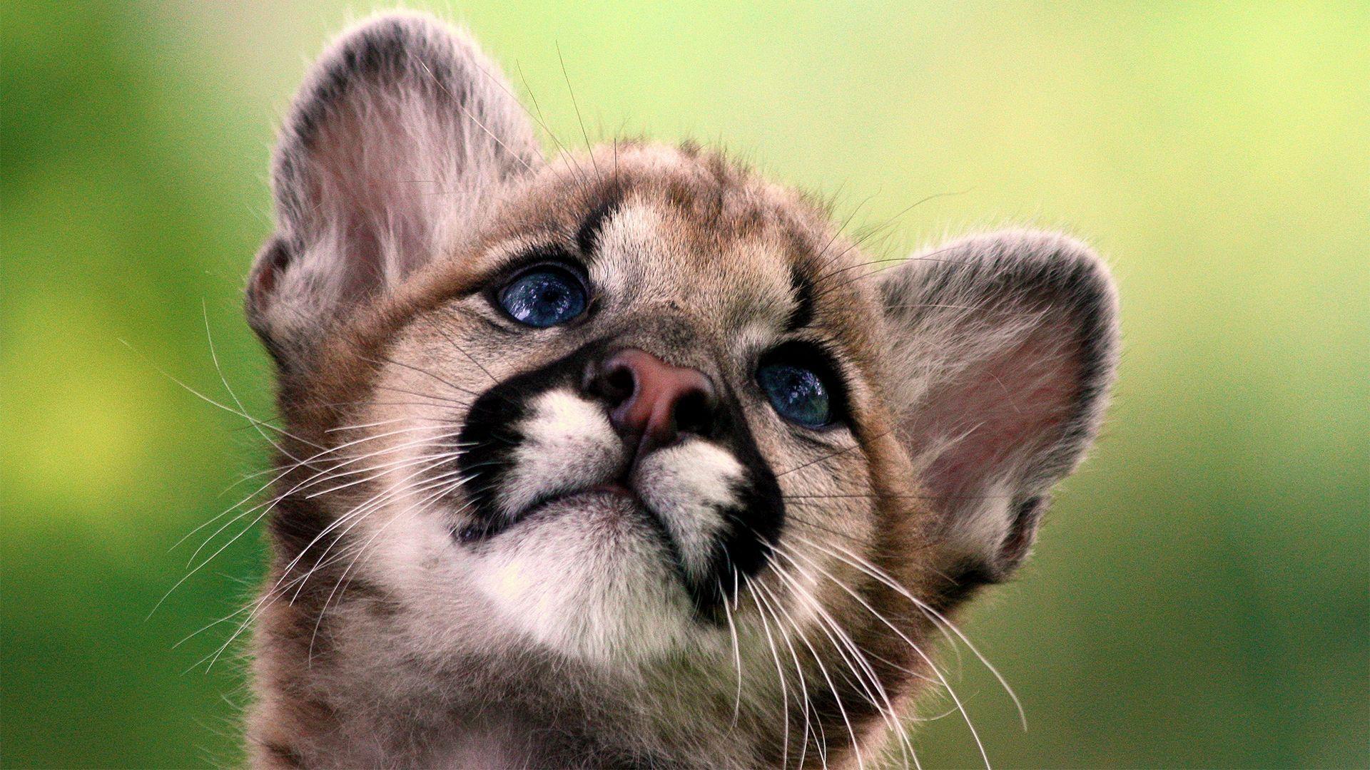 Cute Baby Animal Desktop Wallpapers Top Free Cute Baby Animal Desktop