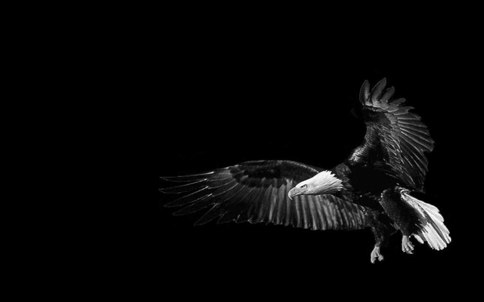 Eagle Black and White Wallpapers Top Free Eagle Black and White