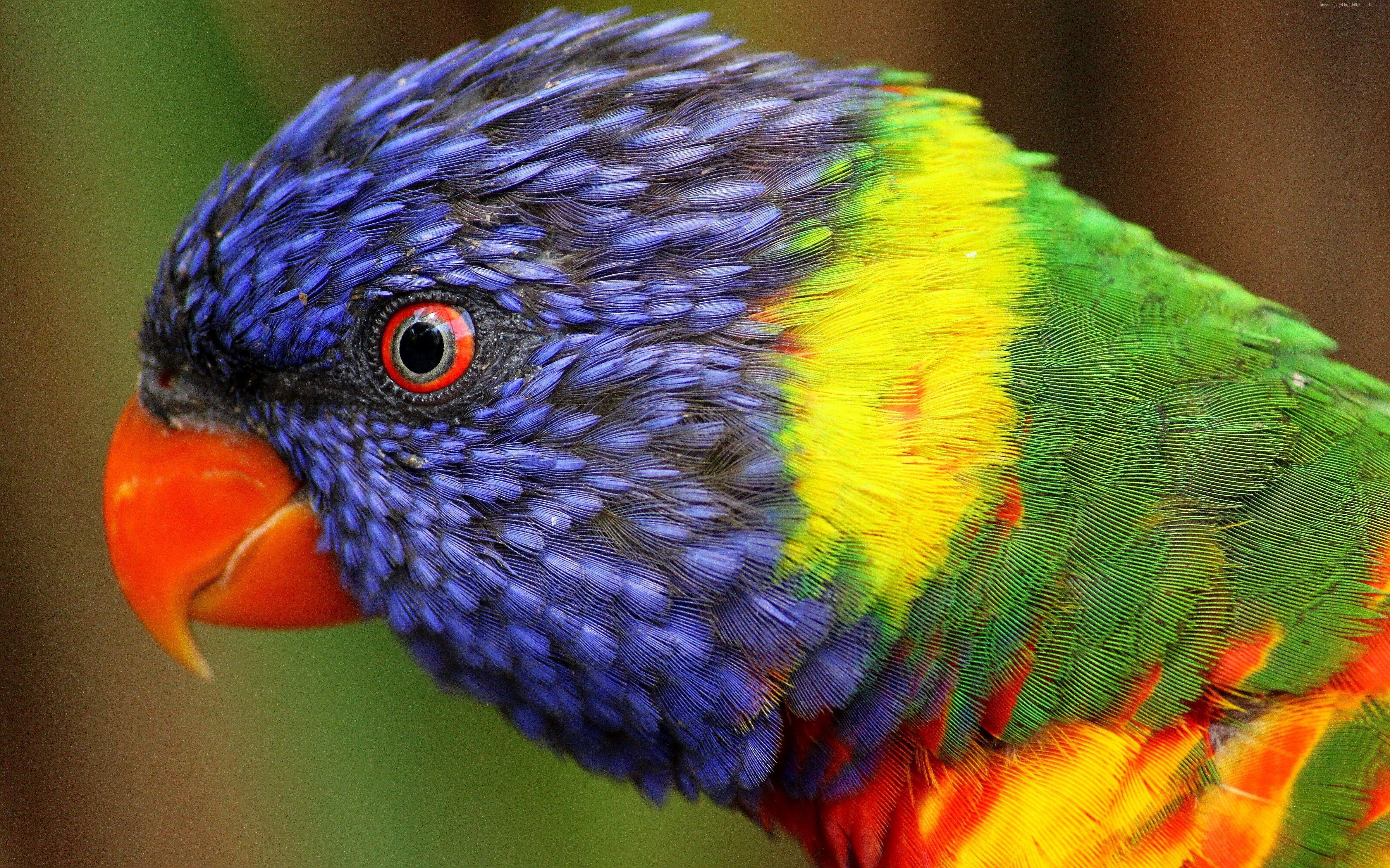 Exotic Bird Wallpapers Top Free Exotic Bird Backgrounds WallpaperAccess