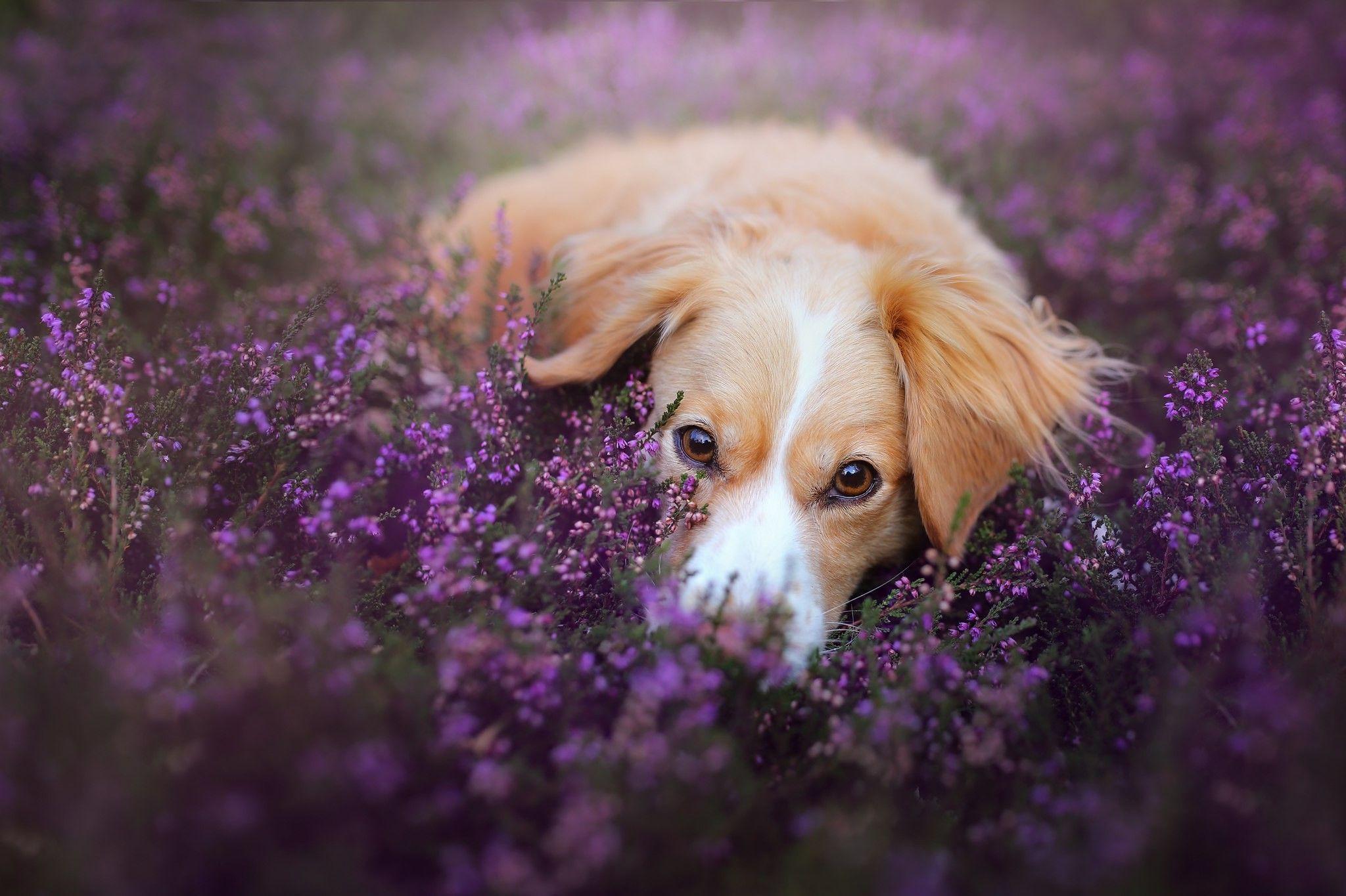 Purple Dog Wallpapers Top Free Purple Dog Backgrounds WallpaperAccess