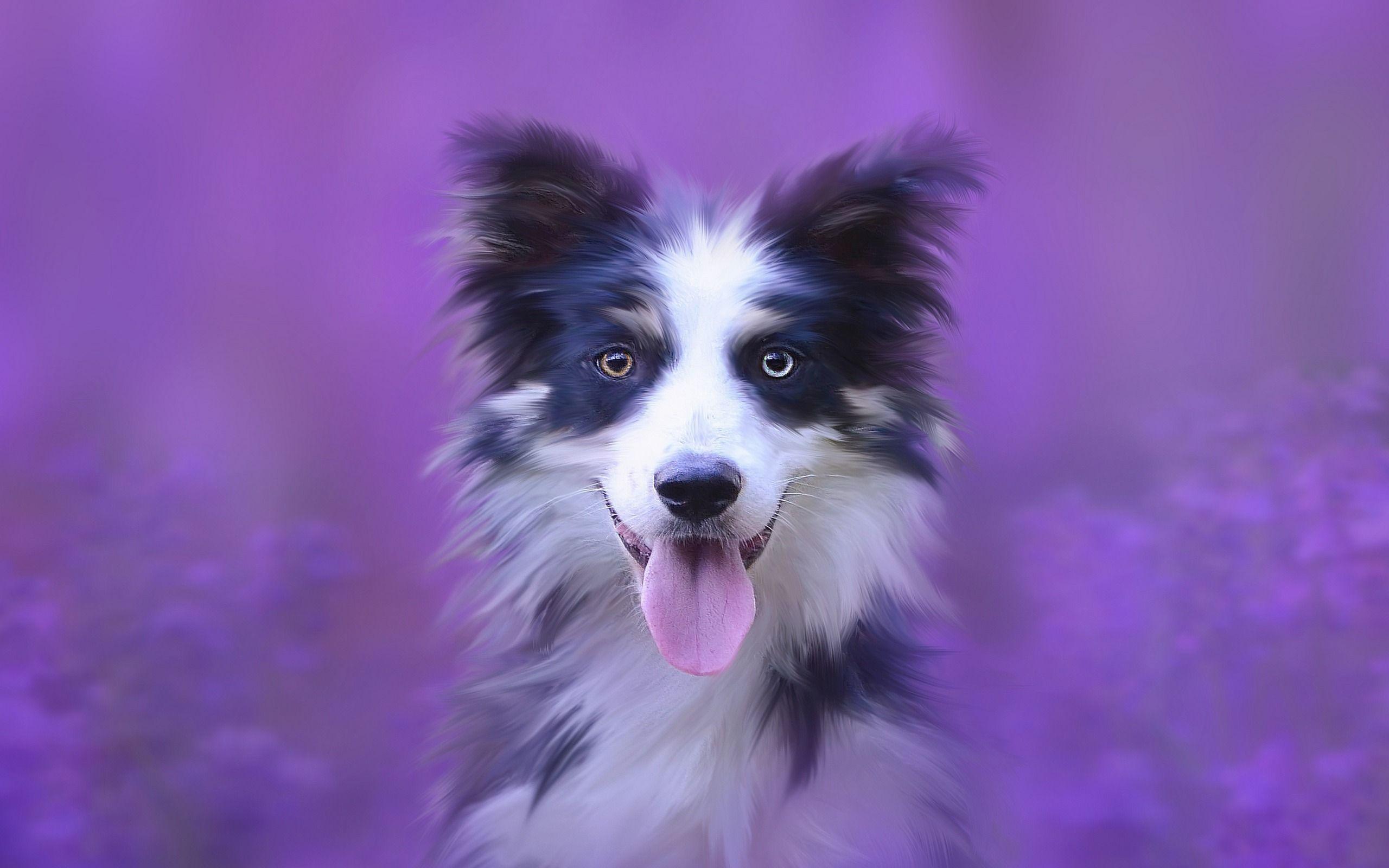 Purple Dog Wallpapers Top Free Purple Dog Backgrounds WallpaperAccess