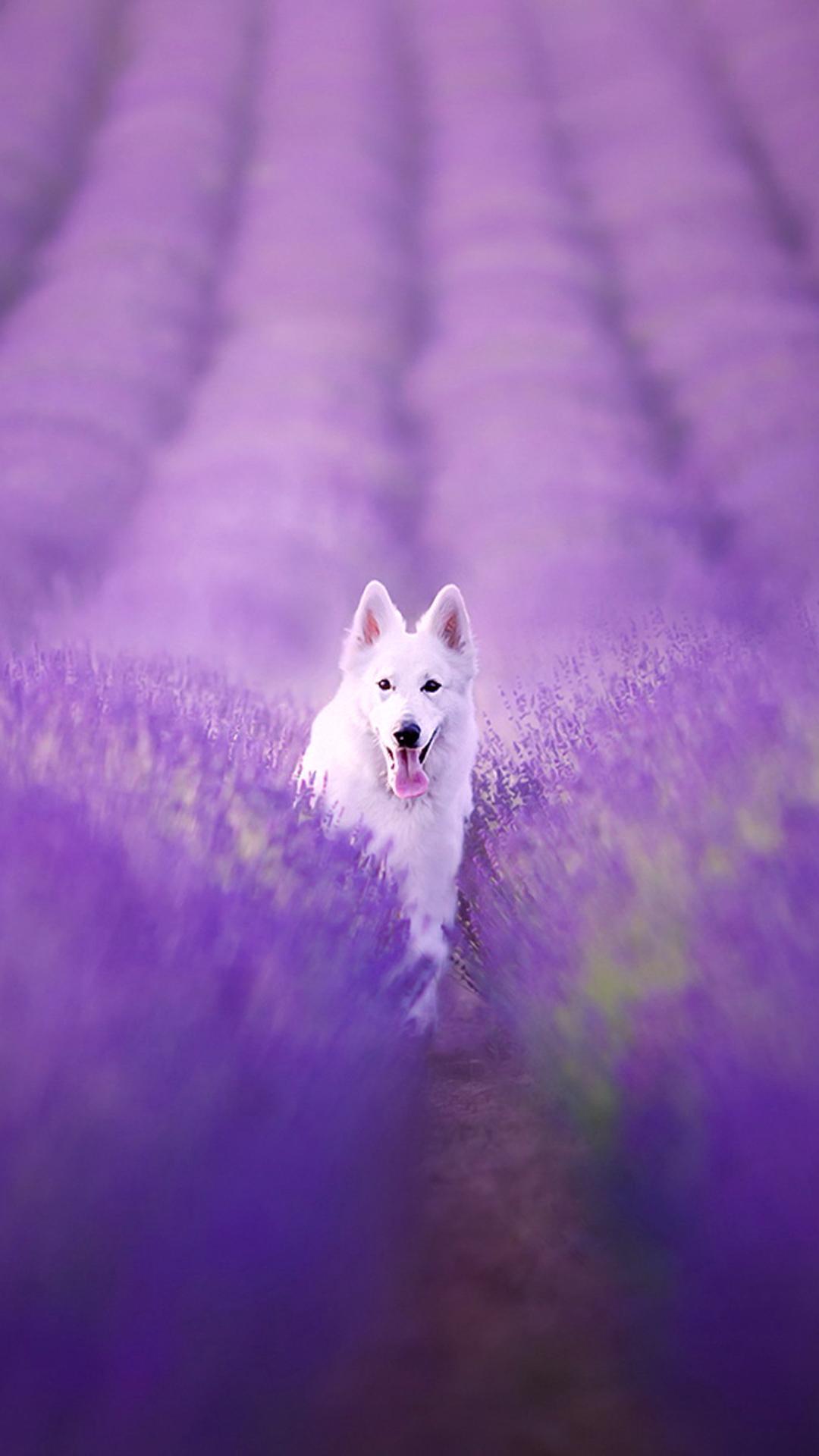 Purple Dog Wallpapers Top Free Purple Dog Backgrounds WallpaperAccess