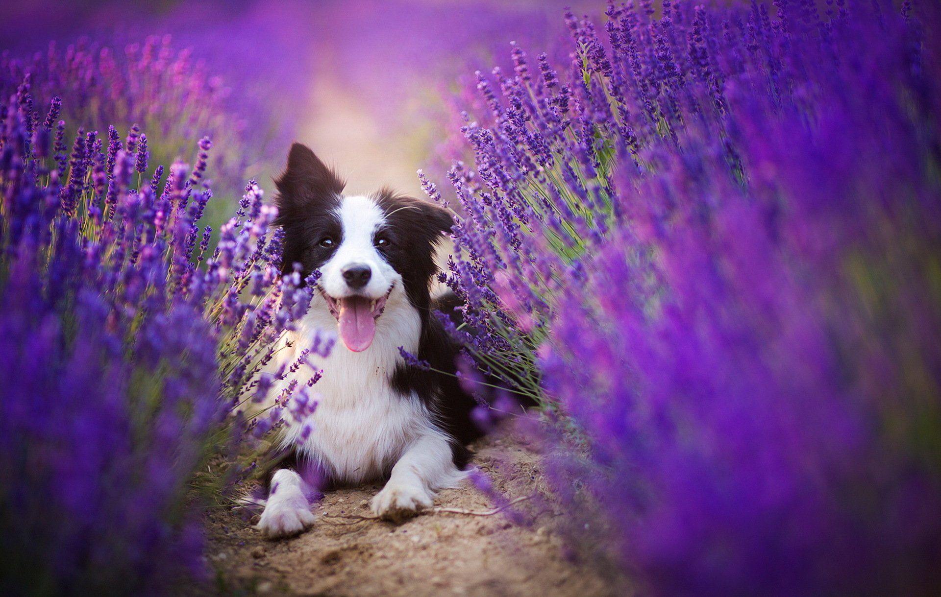 Purple Dog Wallpapers Top Free Purple Dog Backgrounds WallpaperAccess