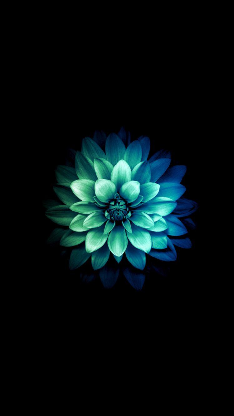 Teal Flower Wallpapers Top Free Teal Flower Backgrounds WallpaperAccess