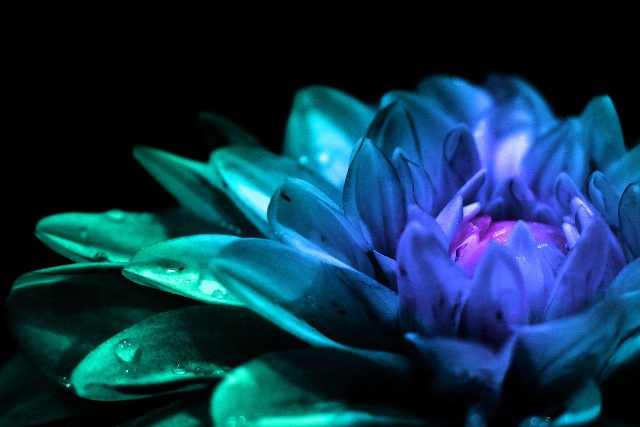 Teal Flower Wallpapers Top Free Teal Flower Backgrounds WallpaperAccess