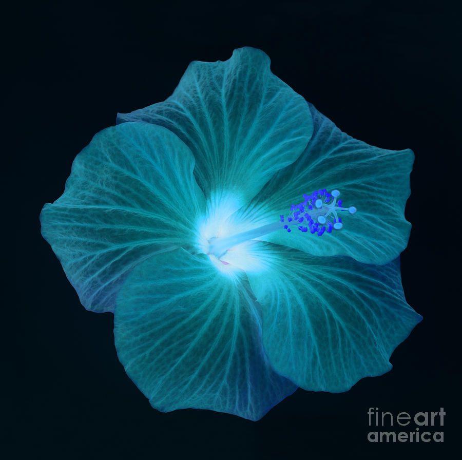 Teal Flower Wallpapers Top Free Teal Flower Backgrounds WallpaperAccess