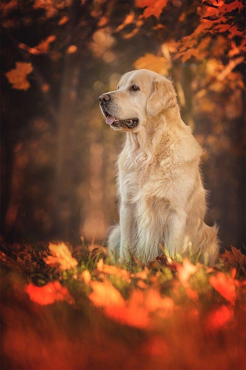 Dog Mobile Wallpapers Top Free Dog Mobile Backgrounds WallpaperAccess