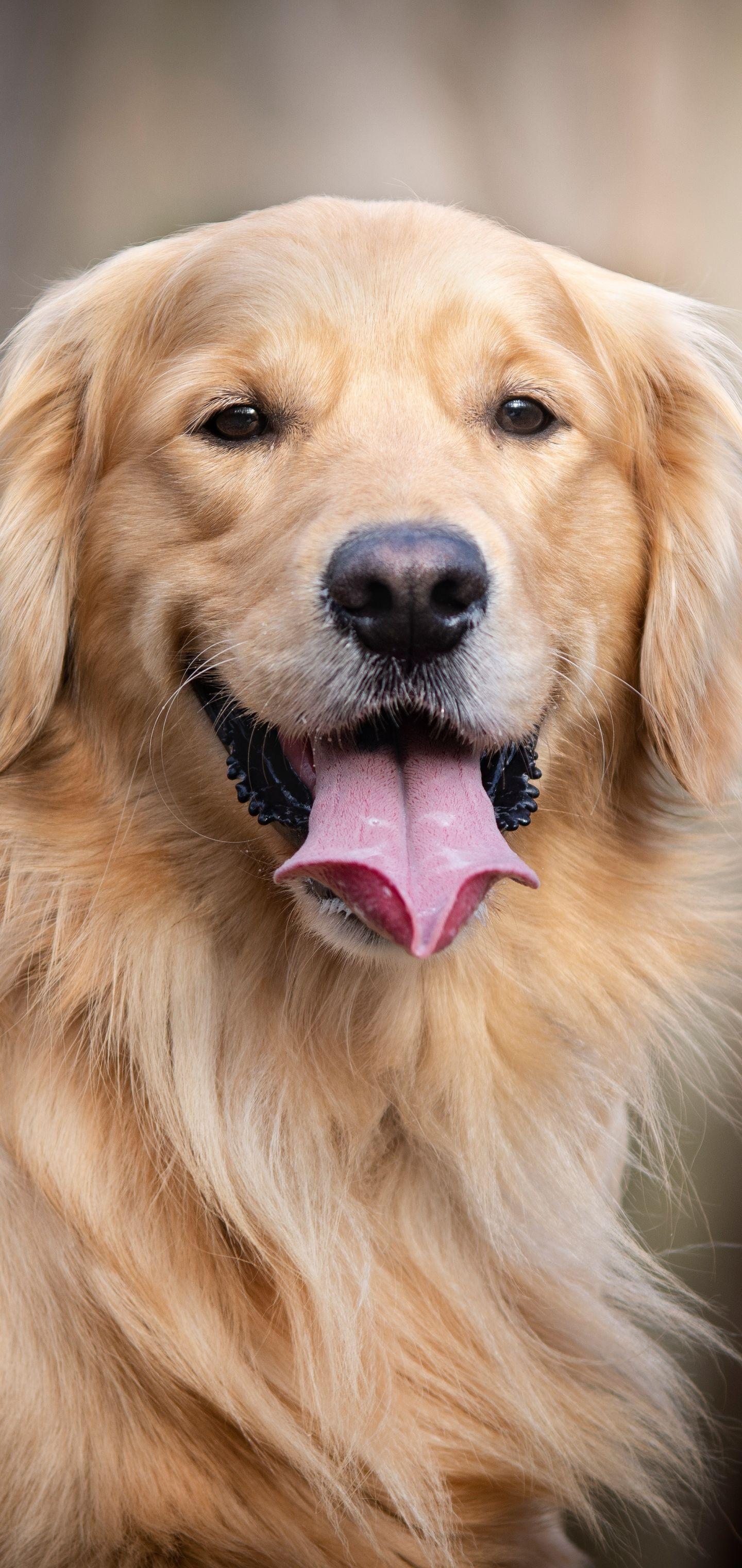 Golden Retriever iPhone Wallpapers Top Free Golden Retriever iPhone