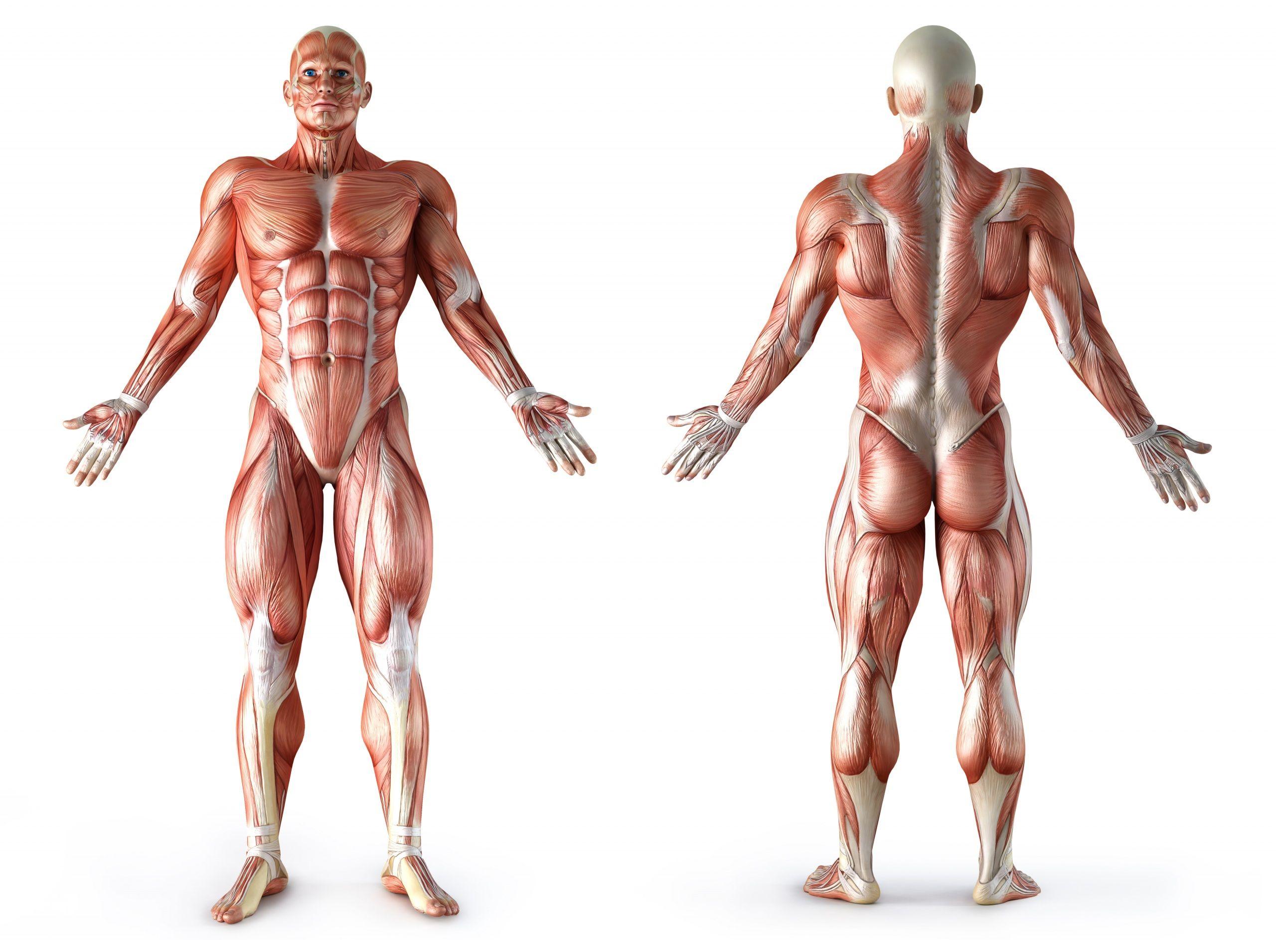 Muscle Anatomy Wallpapers Top Free Muscle Anatomy Backgrounds