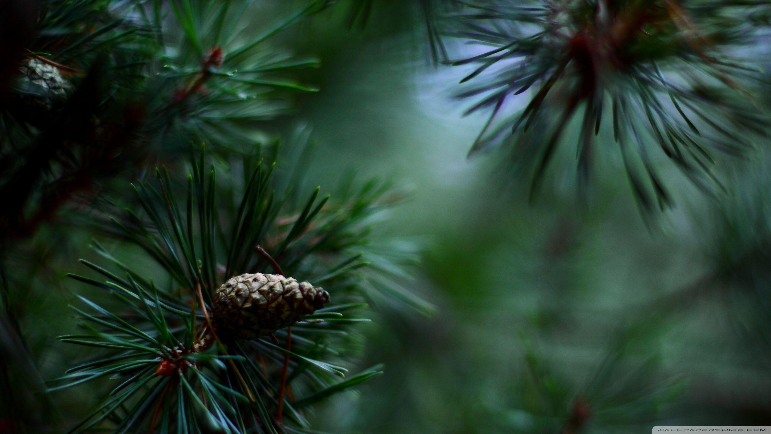 Pine Wallpapers Top Free Pine Backgrounds WallpaperAccess