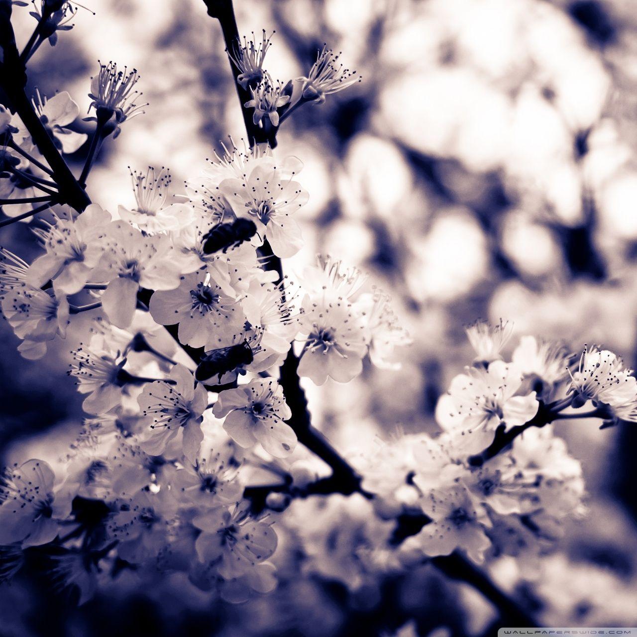 Black and White Flower iPhone Wallpapers Top Free Black and White Flower iPhone Backgrounds