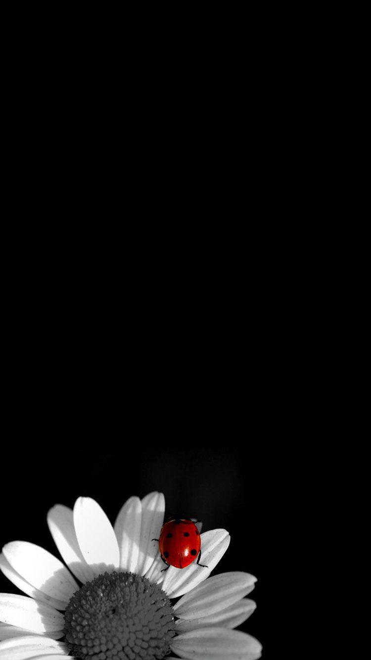 Black and White Flower iPhone Wallpapers Top Free Black and White Flower iPhone Backgrounds